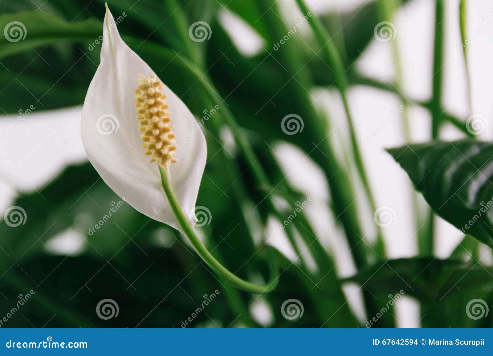 Planta do lírio branco foto de stock. Imagem de botânica - 67642594