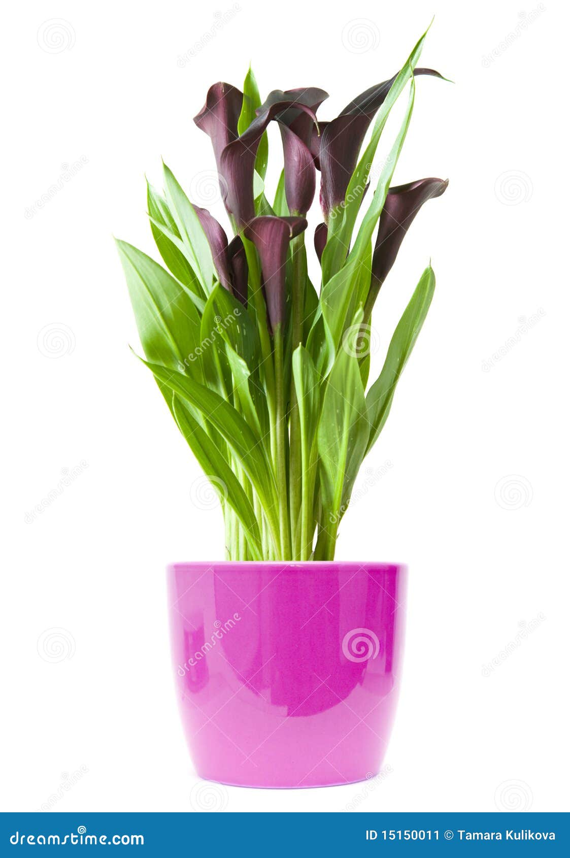 Planta do lírio de Calla imagem de stock. Imagem de delicado - 15150011