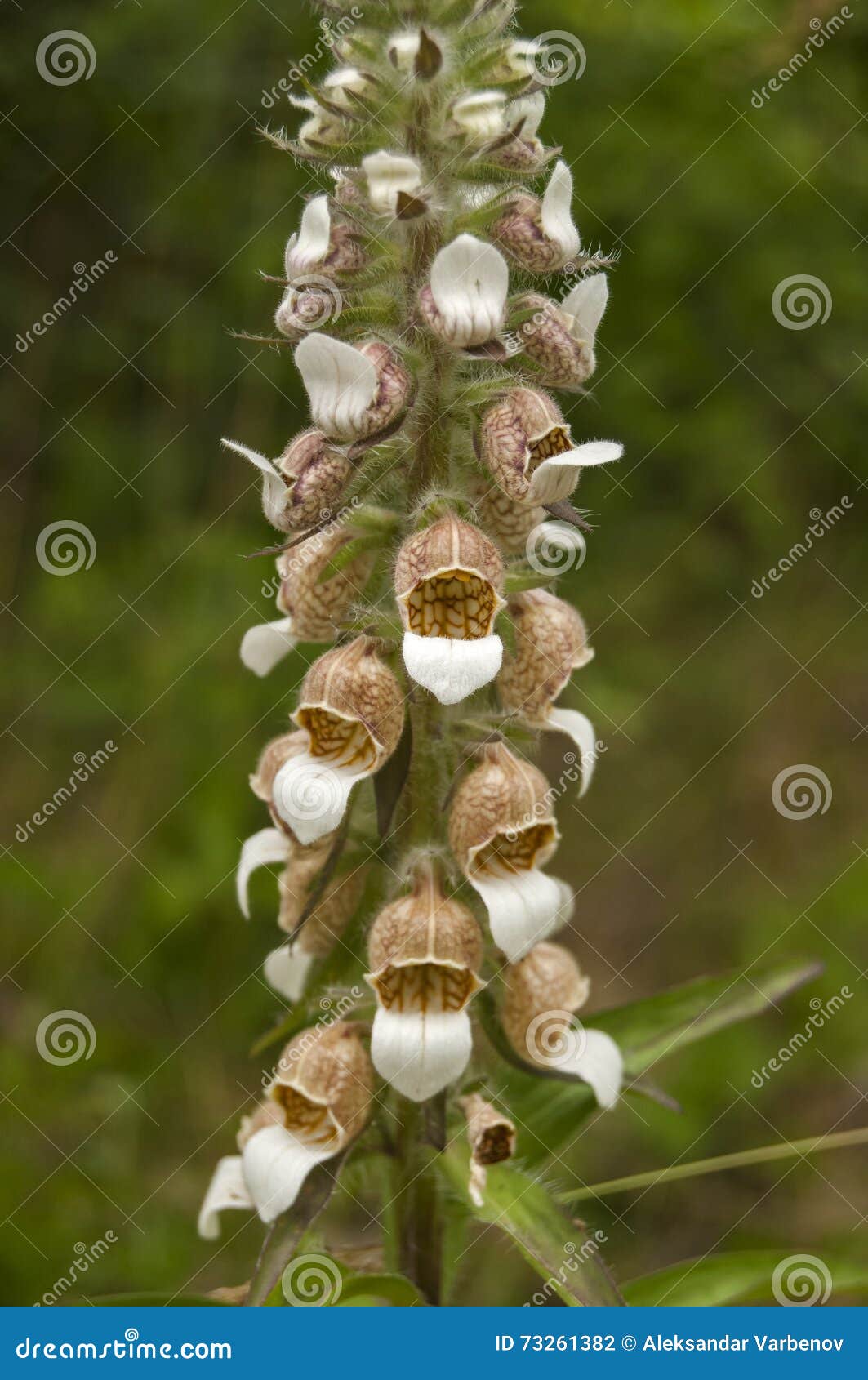 Digitalis lanata foto de stock. Imagem de droga, selvagem - 73261382, image size:1063x1690