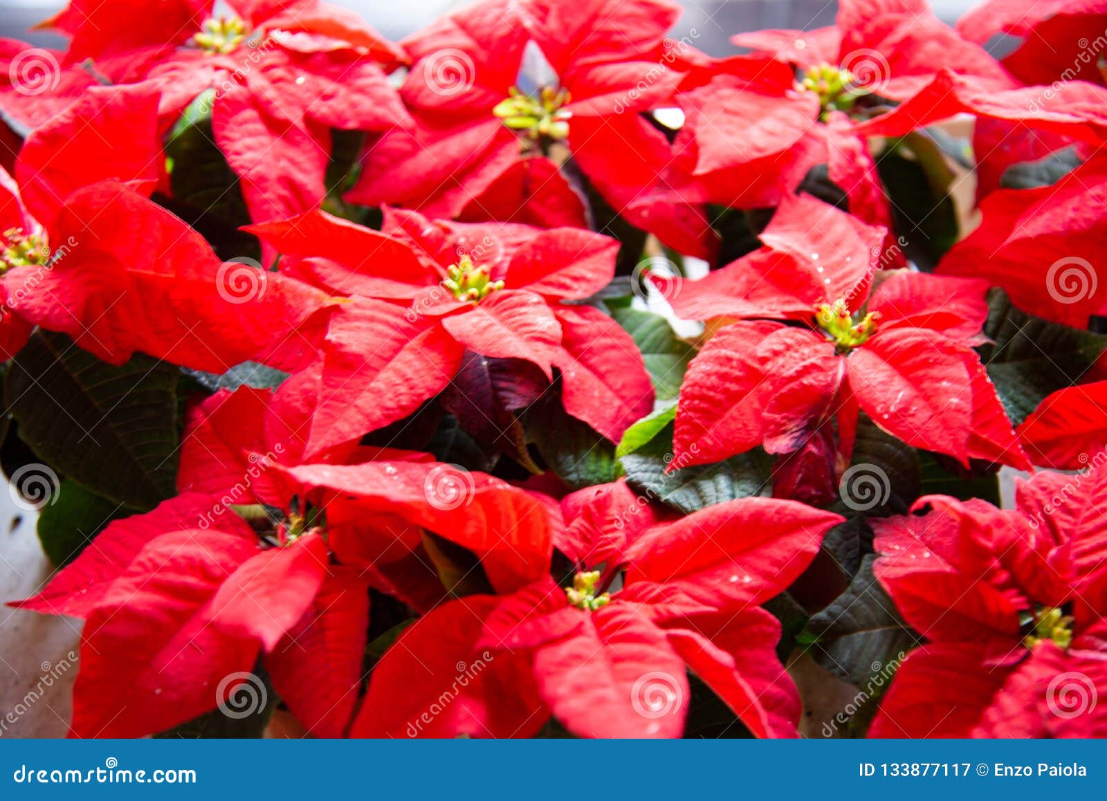 Planta Do Natal Na Flor Poinsétia Na Flor Como Decorações Do Natal Imagem  de Stock - Imagem de planta, folha: 133877117