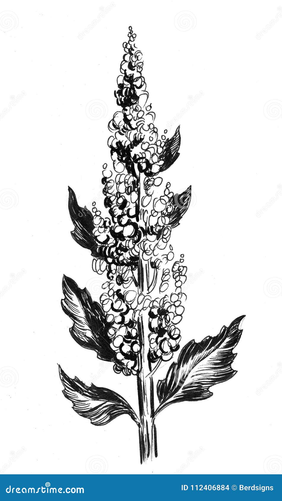 Planta do Quinoa ilustração stock. Ilustração de tinta - 112406884, image size:951x1690