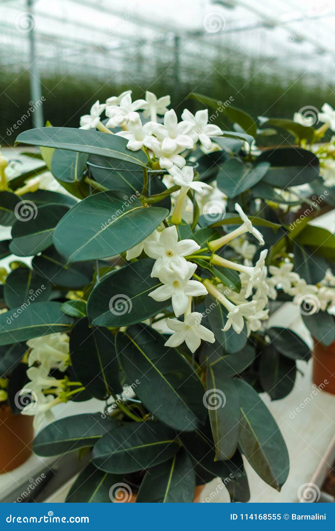 Planta Do Stephanotis Ou Jasmim De Madagáscar, Cultivado Como O Decorativ  Imagem de Stock - Imagem de verde, cera: 114168555