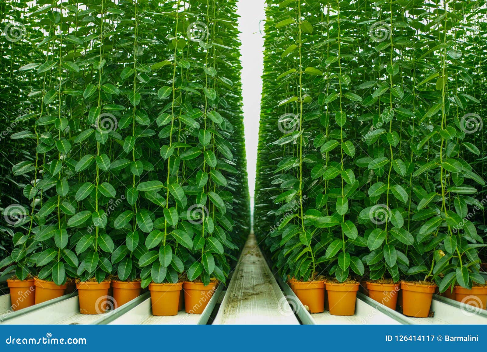 Planta Do Stephanotis Ou Jasmim De Madagáscar, Cultivado Como O Decorativ  Imagem de Stock - Imagem de jardim, interior: 126414117