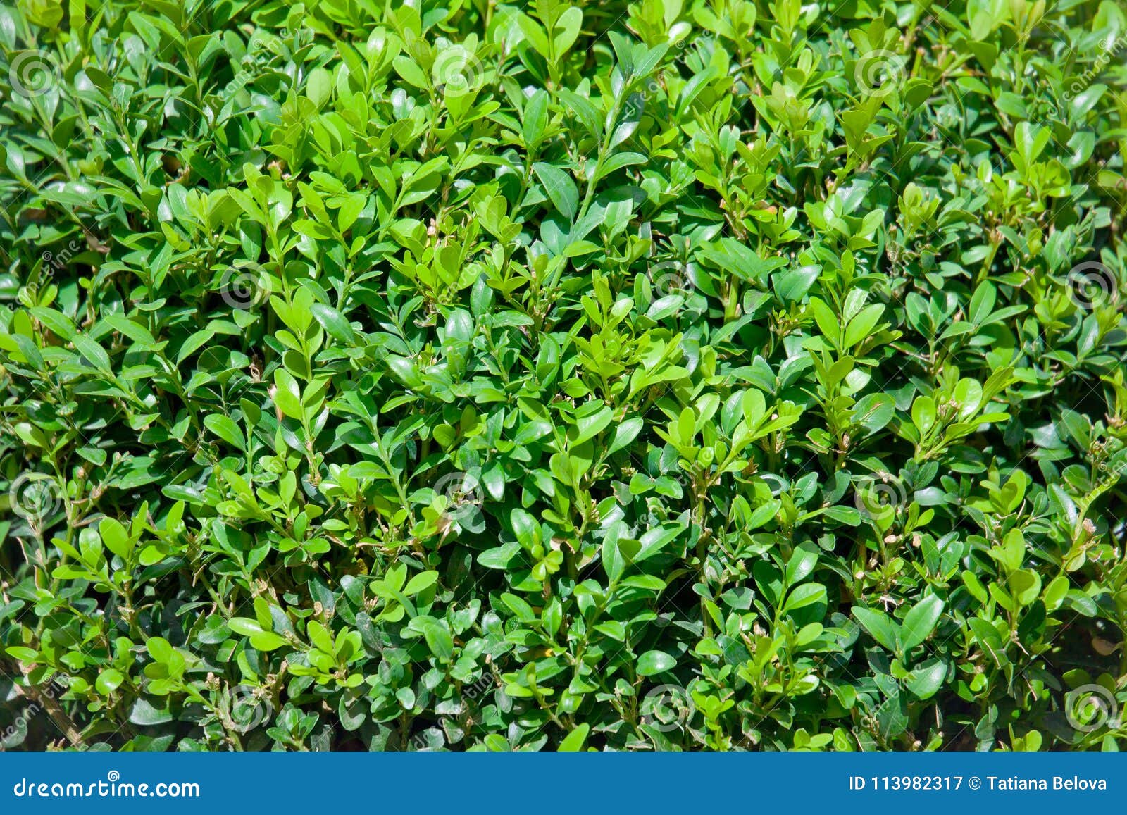 Planta Dos Sempervirens Do Buxus Imagem de Stock Imagem de ecologia