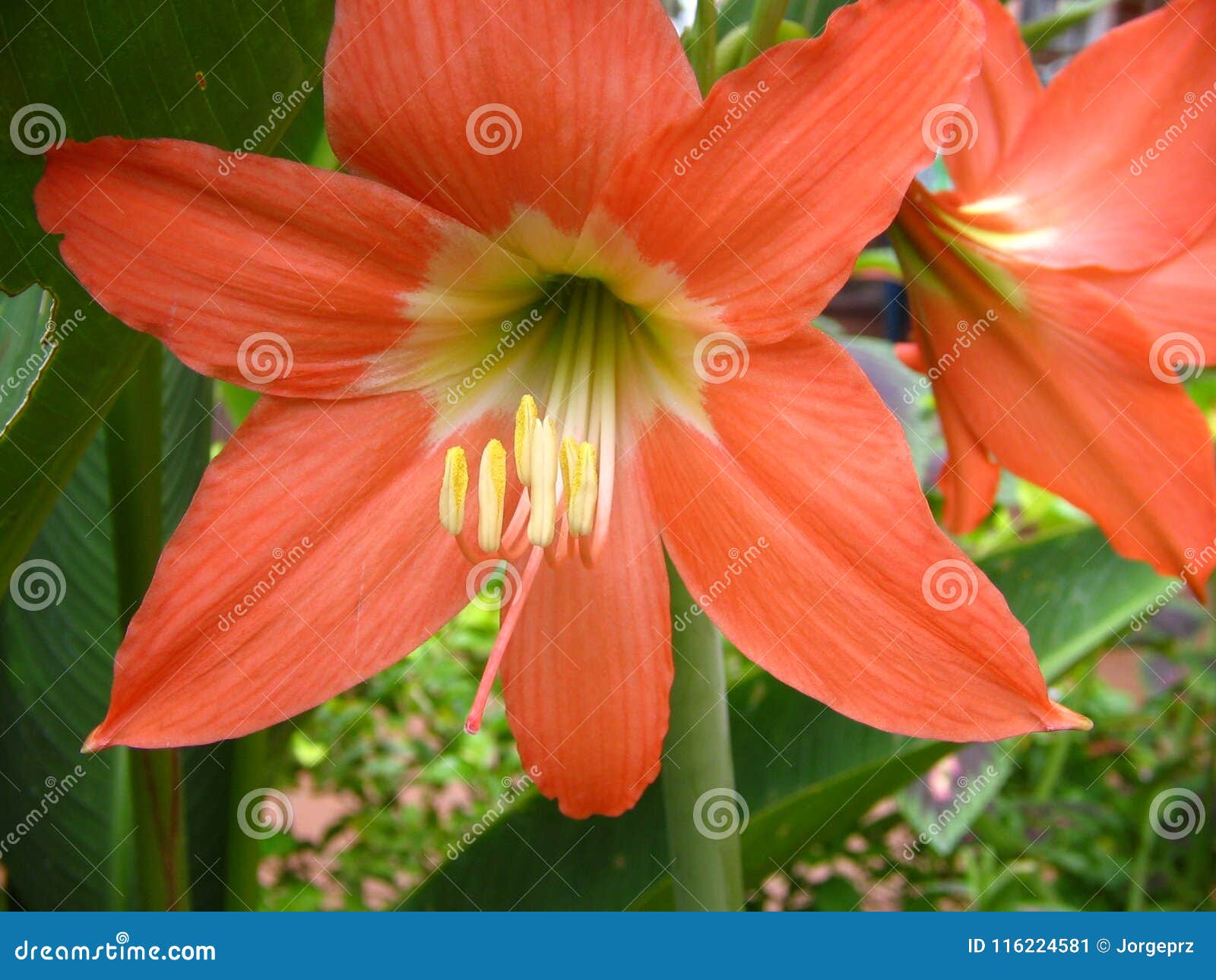 Planta E Flor Alaranjadas Do Lírio Imagem de Stock - Imagem de hemisfério,  escala: 116224581