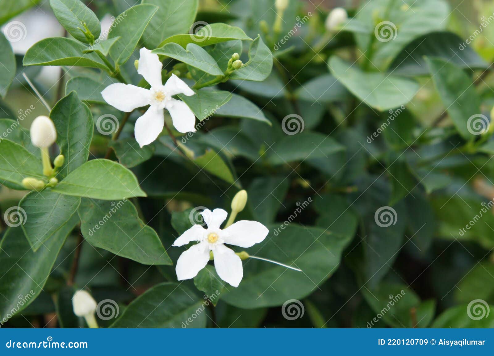 Planta E Flor De Jasmim. Nome Científico é Jasminum Officinale. Imagem de  Stock - Imagem de bonito, floral: 220120709