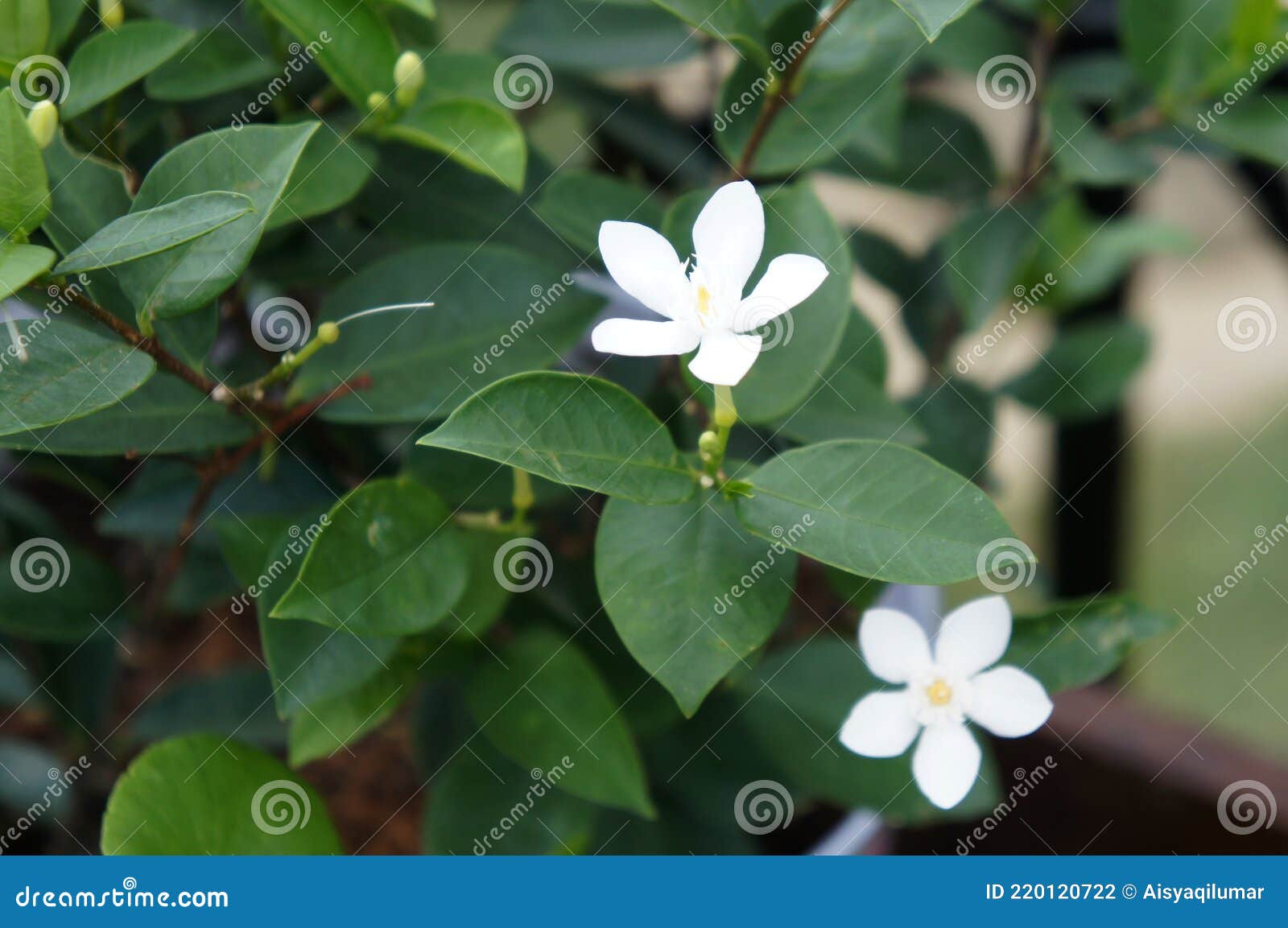 Planta E Flor De Jasmim. Nome Científico é Jasminum Officinale. Foto de  Stock - Imagem de flora, cuidado: 220120722