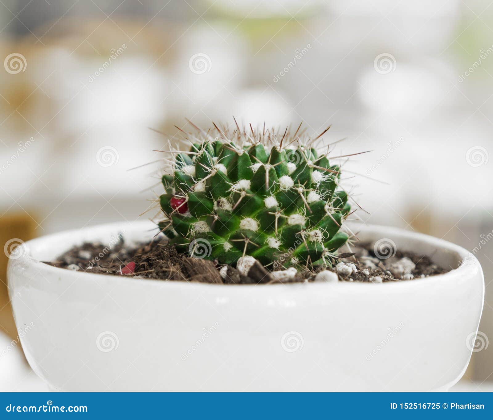 Planta En Conserva Del Cactus - Decoración Natural Elegante Imagen de  archivo - Imagen de podadizo, estilo: 152516725