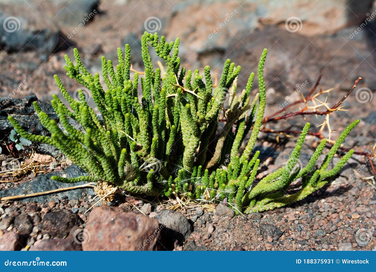 planta en el desierto de atacama