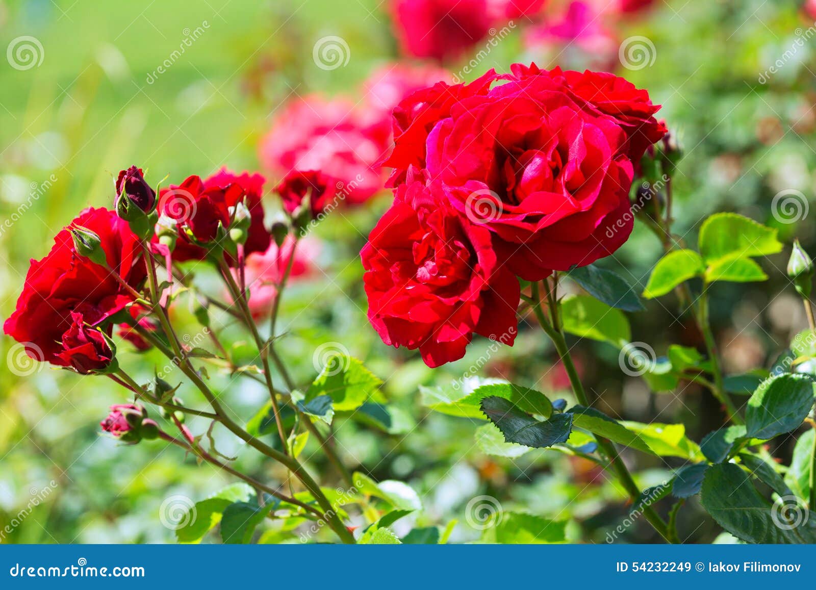 Planta Floreciente De Las Rosas Rojas Imagen de archivo - Imagen de cubo,  belleza: 54232249