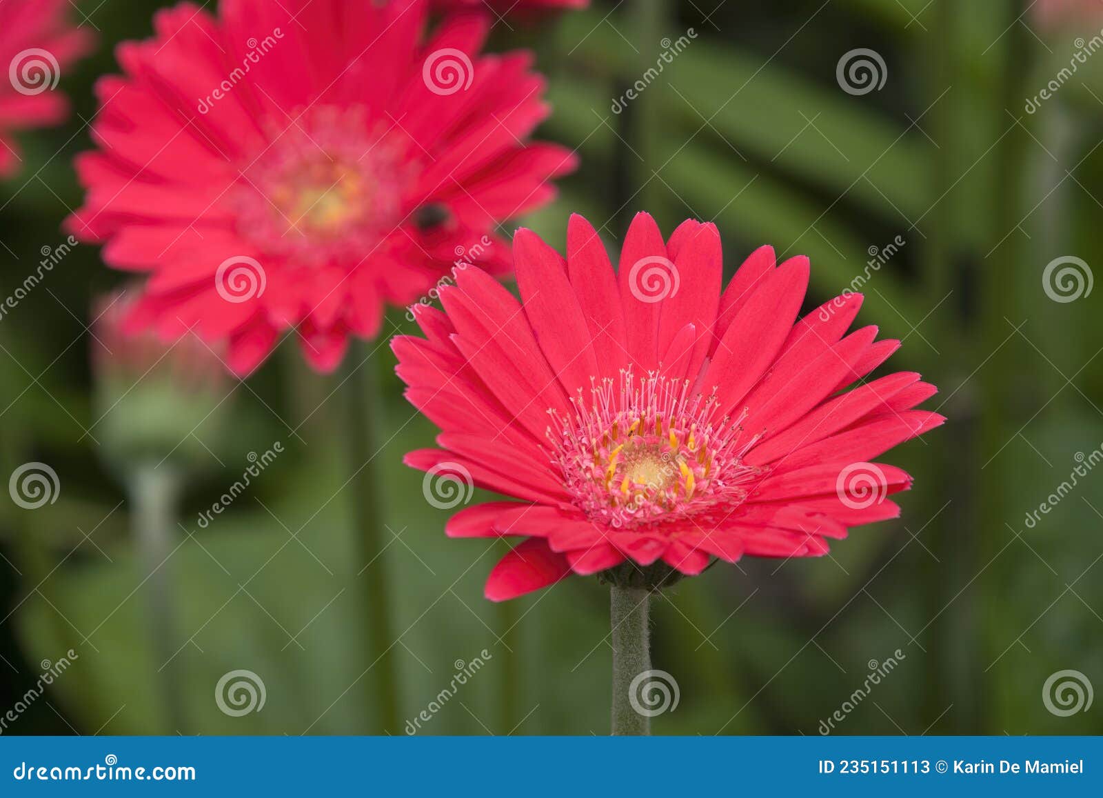 Planta Gerbera Con Flores Rosa Brillante En El Jardín Imagen de archivo -  Imagen de campo, amarillo: 235151113