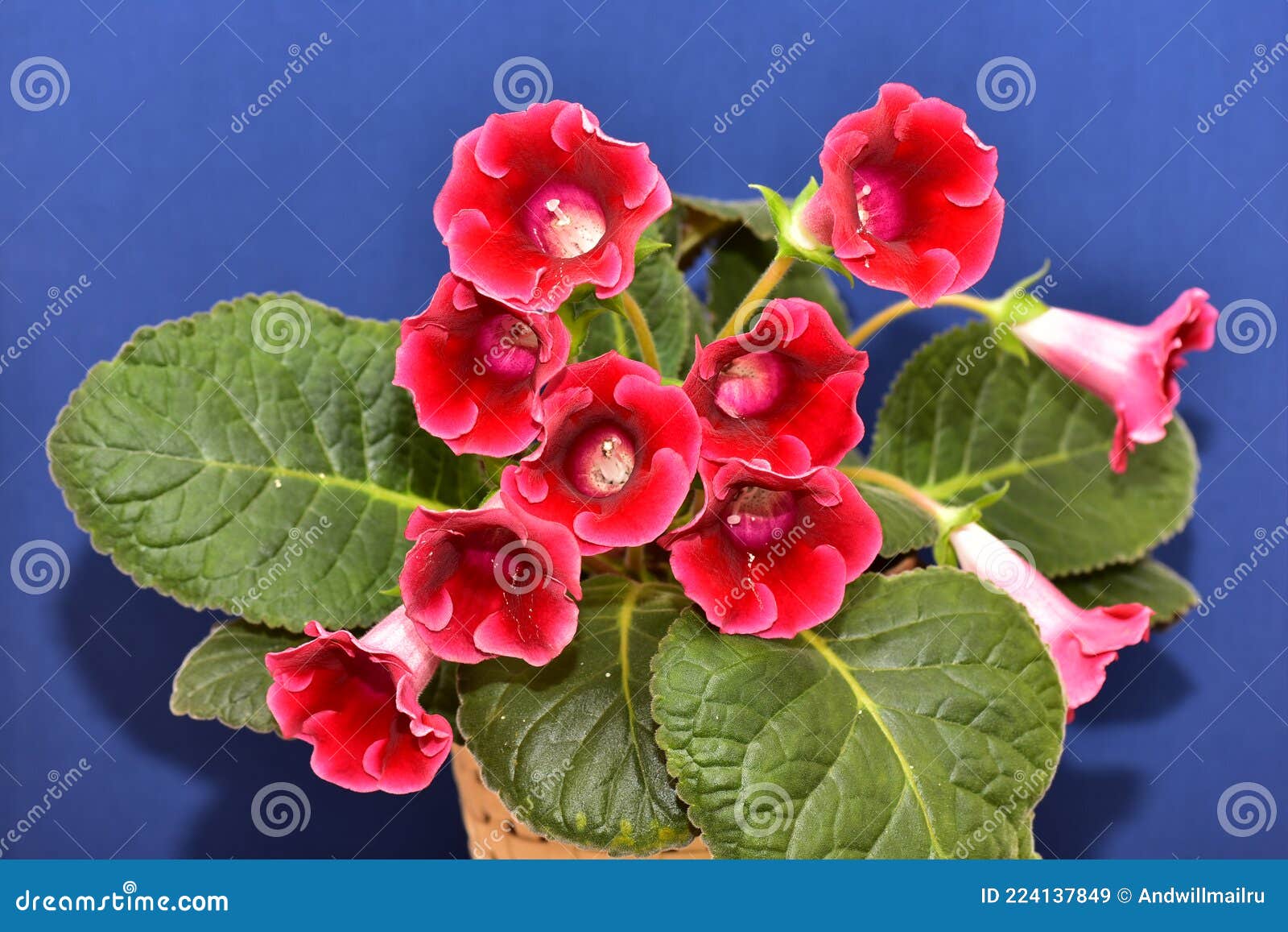 Planta Gloxinia Com Flores Vermelhas Num Vaso De Flores Imagem de Stock -  Imagem de casa, usina: 224137849