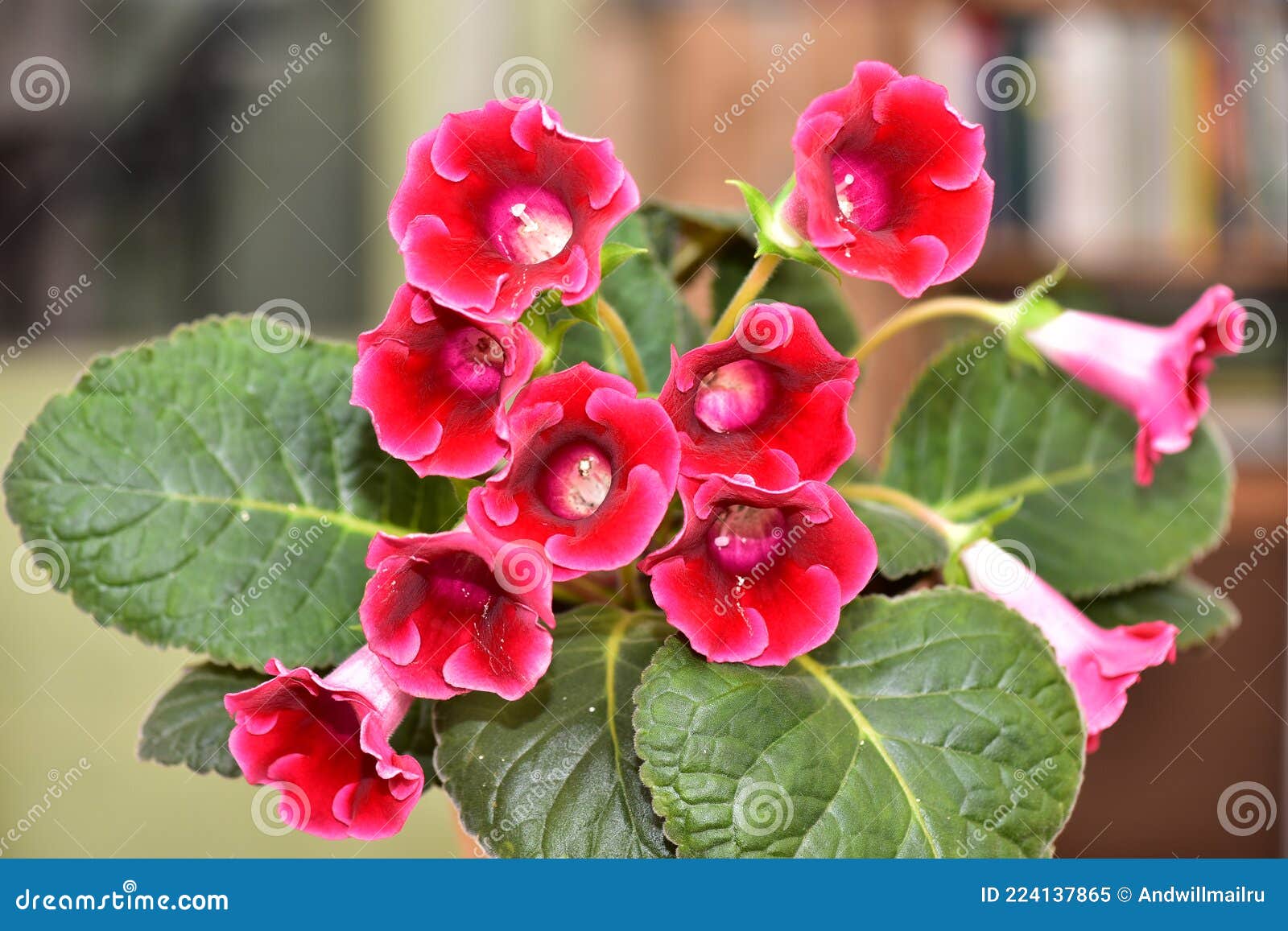 Planta Gloxinia Com Flores Vermelhas Num Vaso De Flores Imagem de Stock -  Imagem de quarto, planta: 224137865