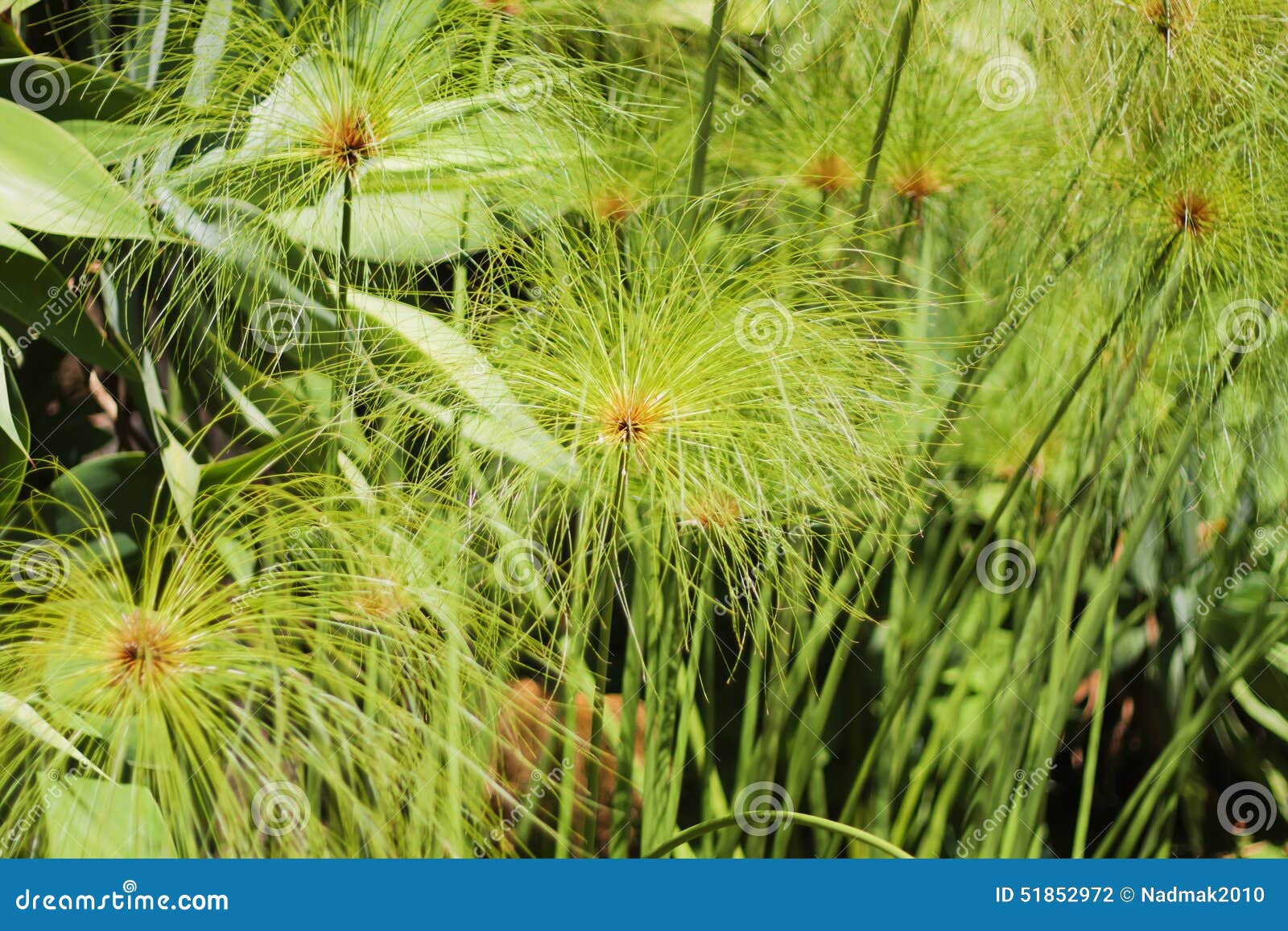 Planta Herbácea Papiro Do Cyperus Foto de Stock Imagem de haste