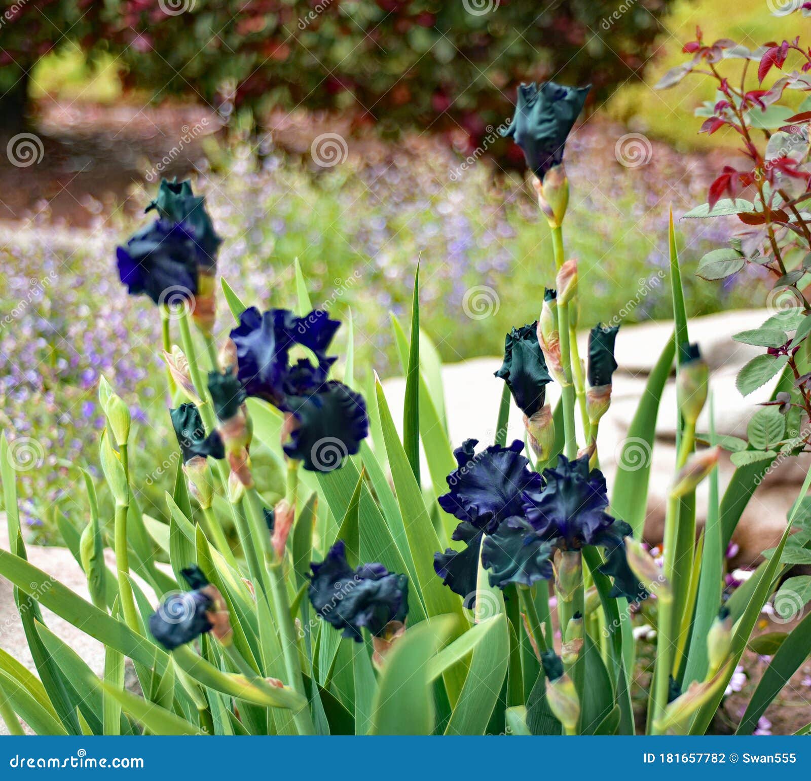 Planta iris negra foto de archivo. Imagen de turbiedad - 181657782