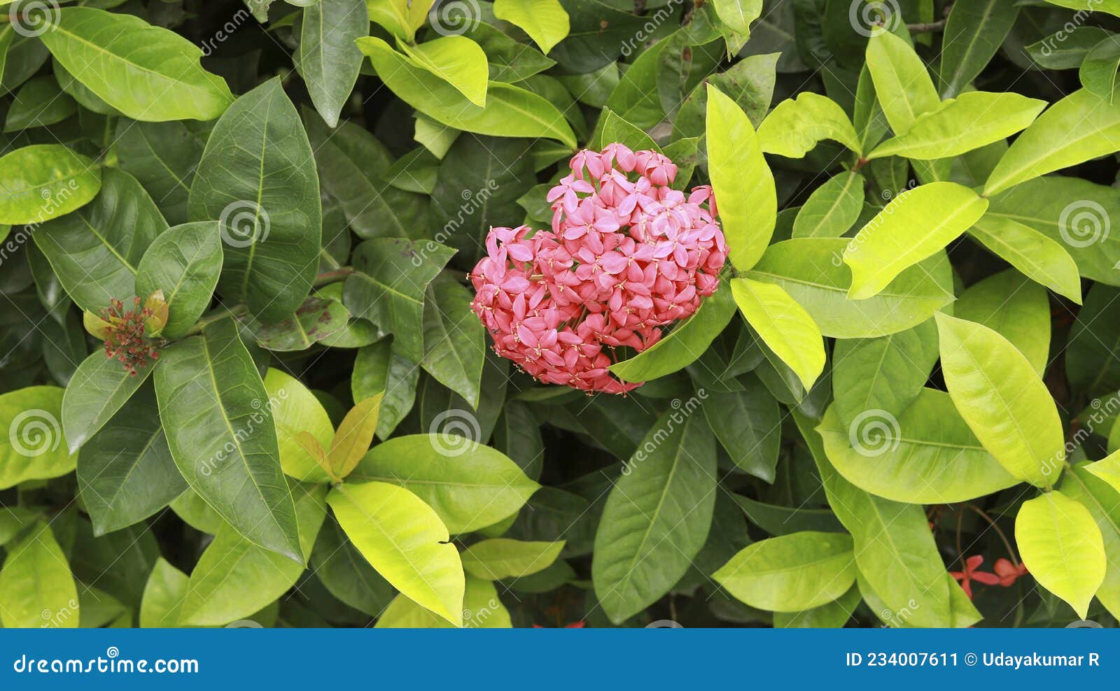 Planta Ixora Coccinea E Planta Seca Da Flor Vermelha Com Fundo De Folha  Verde Imagem de Stock - Imagem de parque, brilhante: 234007611