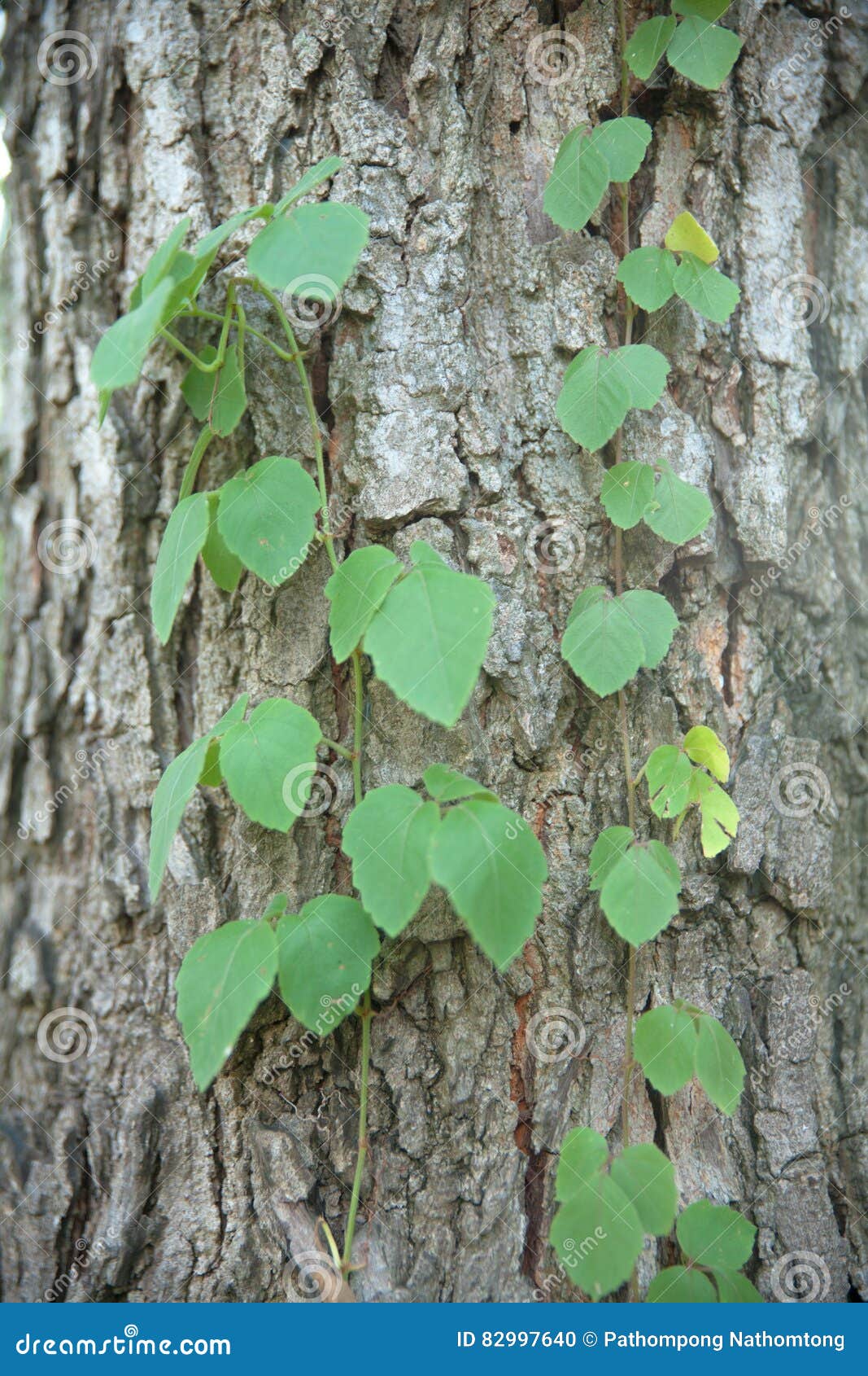 Planta na casca de uma árvore velha no parque
