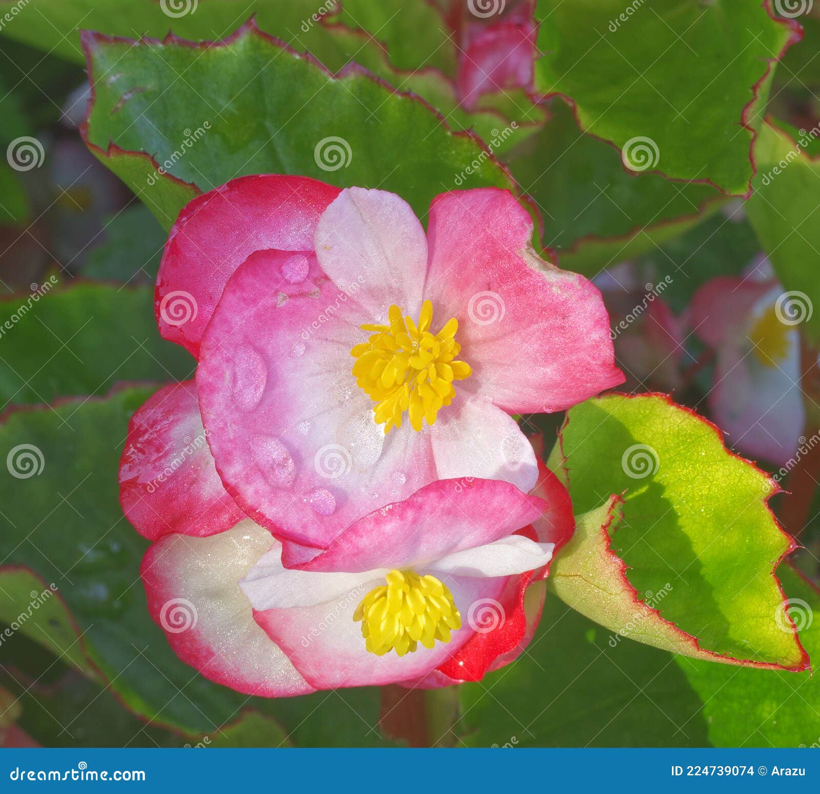 Planta Ornamental Exterior De Begonia Con Flores Florecientes. Foto de  archivo - Imagen de rojo, cubo: 224739074