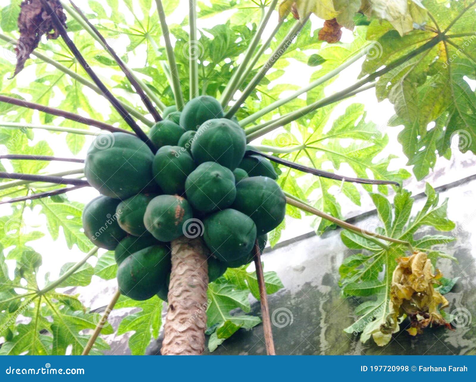 Planta, Papayas, Vista Natural Foto de archivo Imagen de hoja, fruta