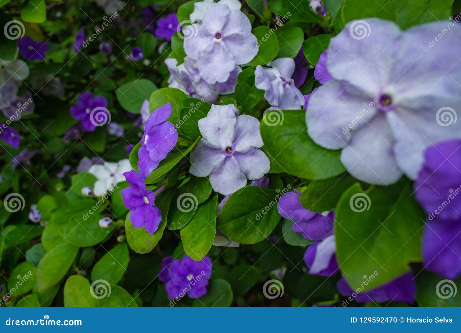 Planta Paraguaya Del Jazmín Con Las Flores Blancas Y Violetas Foto de  archivo - Imagen de europeo, decorativo: 129592470