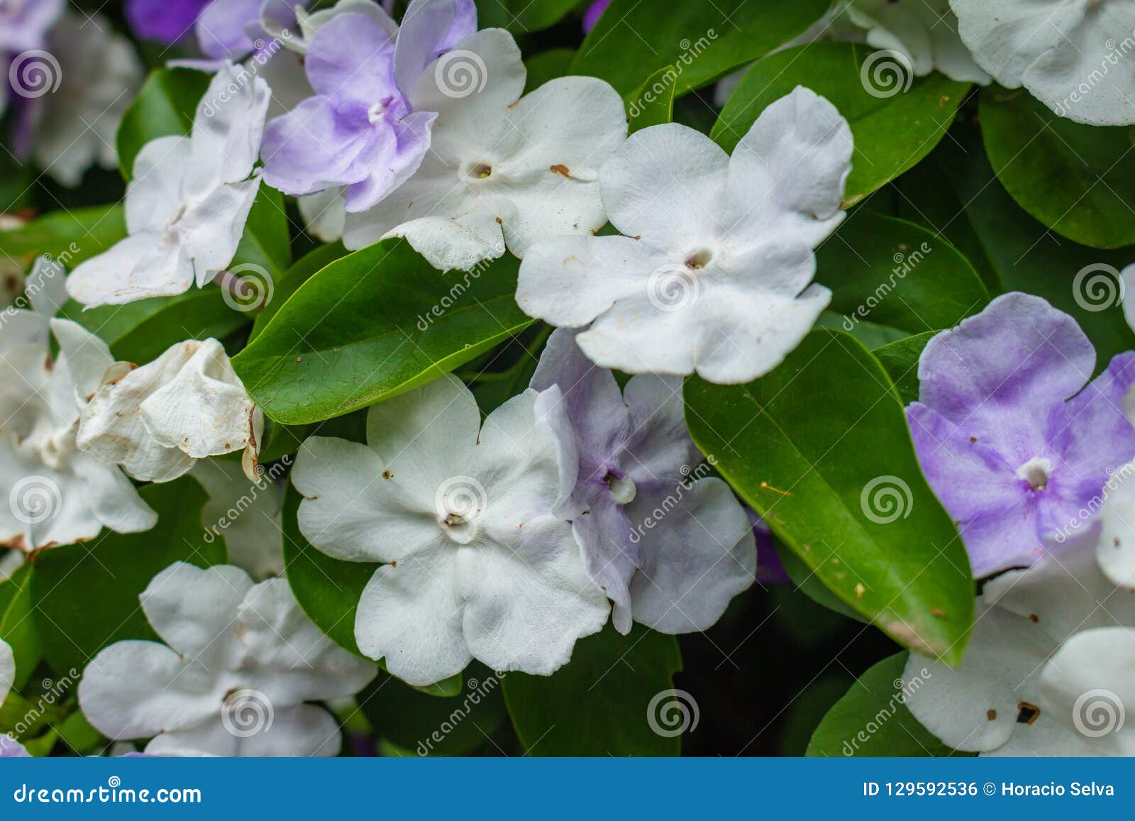Planta Paraguaya Del Jazmín Con Las Flores Blancas Y Violetas Foto de  archivo - Imagen de polen, cubo: 129592536