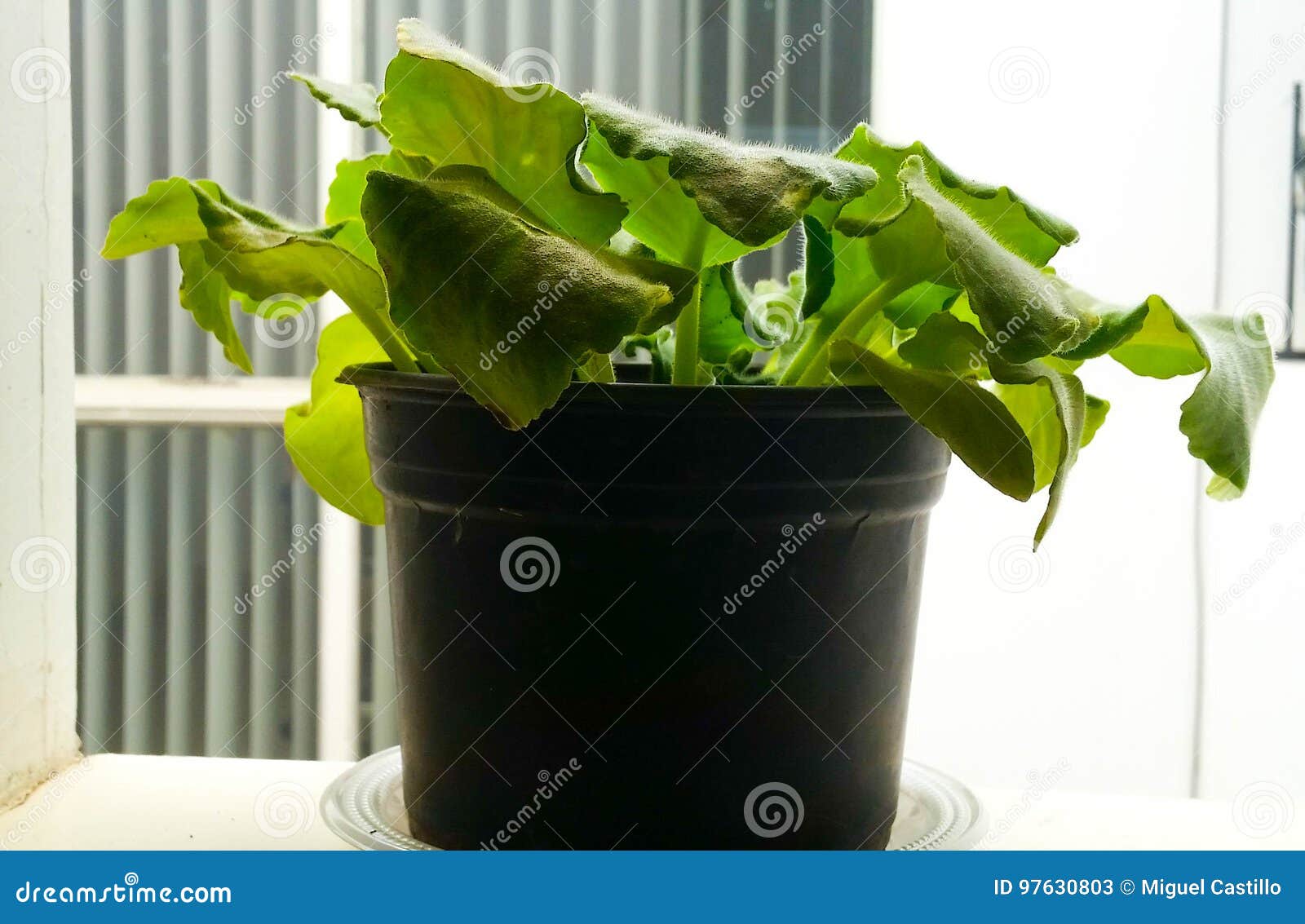 planta pequeÃÂ±a triste