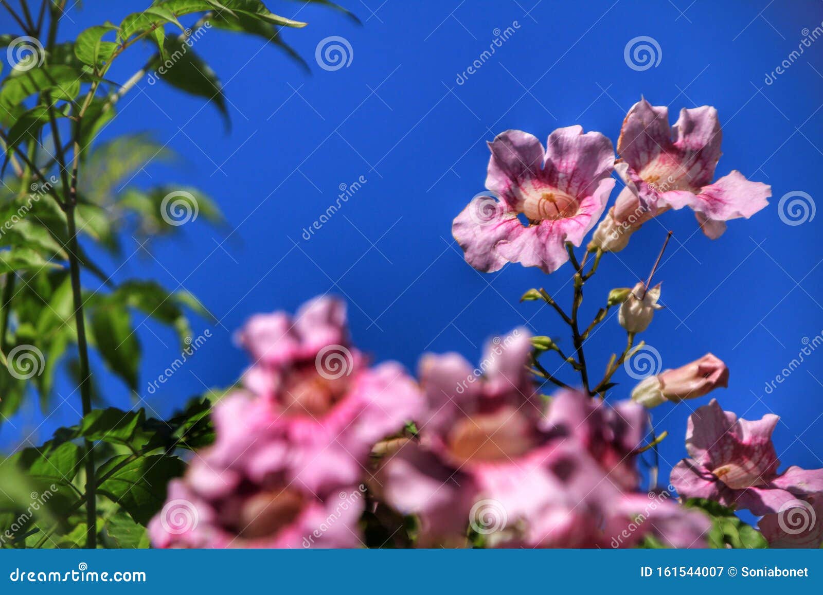 Planta Rosa Podranea Ricasoliana En El Jardín Imagen de archivo - Imagen de  forma, tropical: 161544007