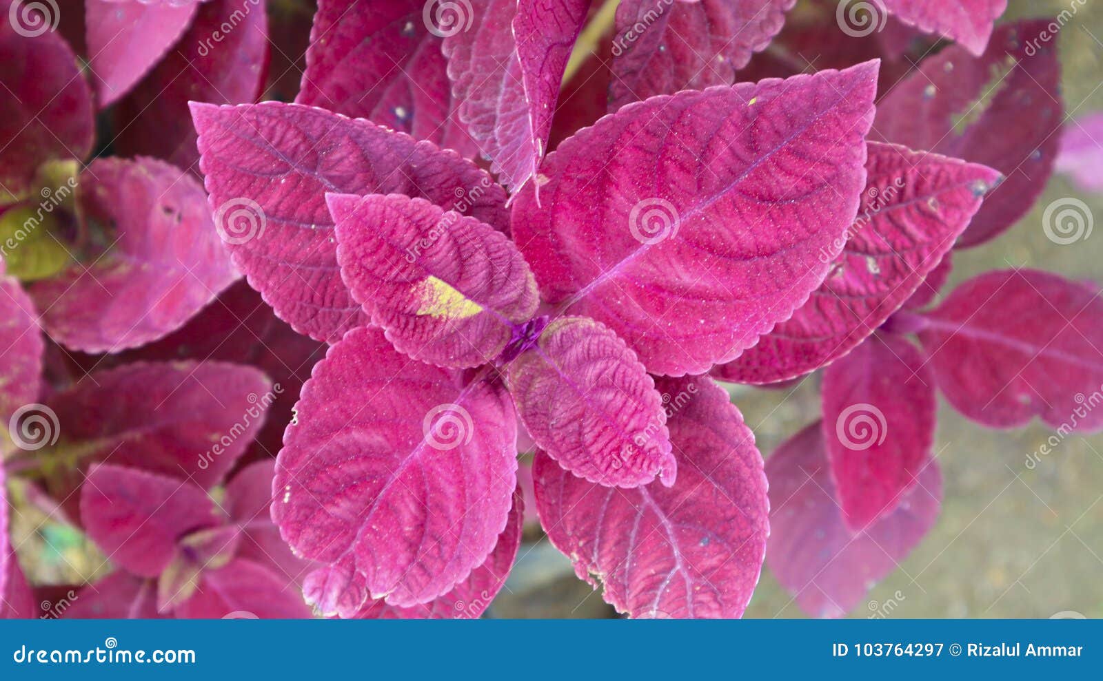 Planta Roxa Da Flor Da Folha No Parque Imagem de Stock - Imagem de  brilhante, florescer: 103764297