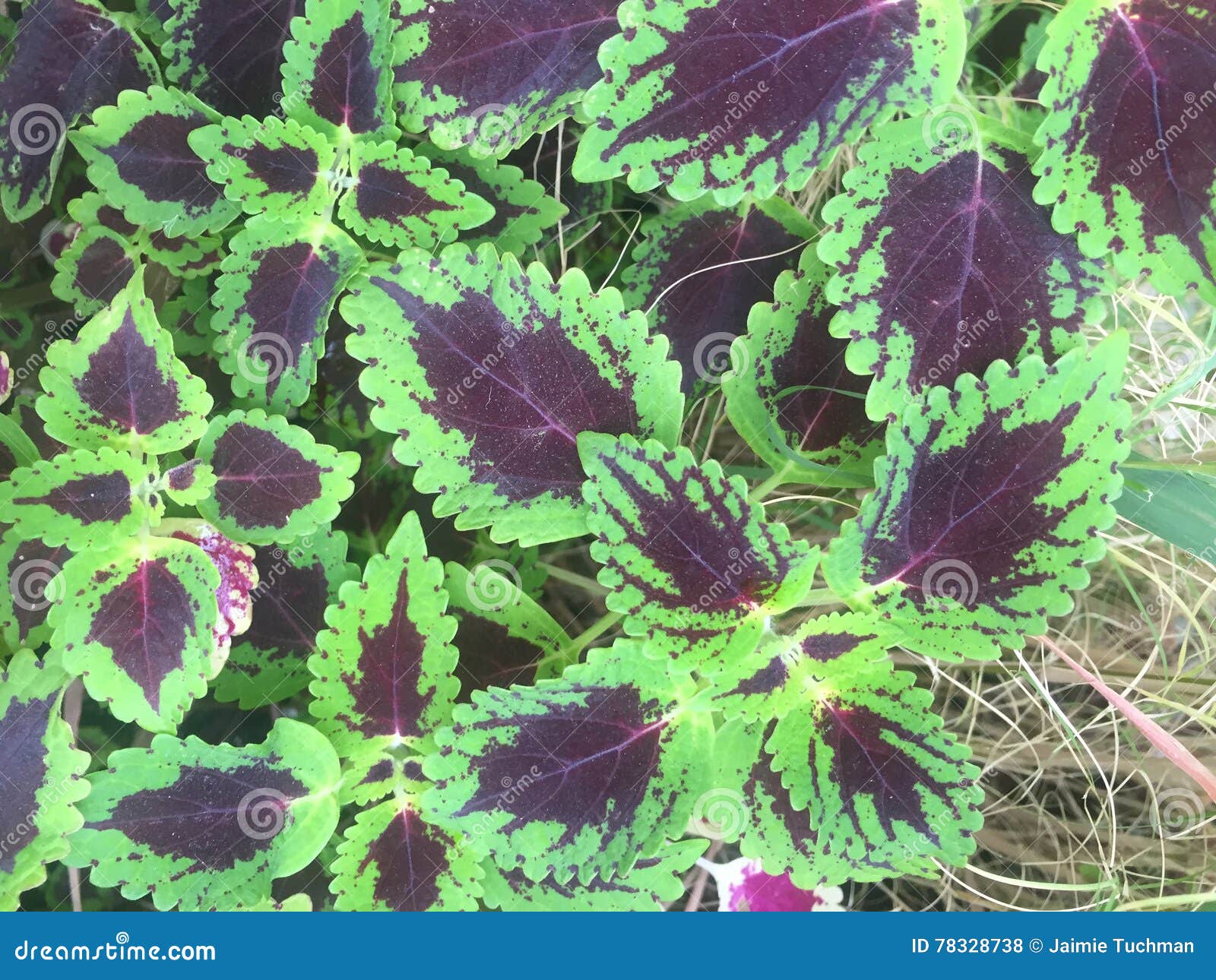 Planta Roxa E Verde Do Coleus Foto de Stock - Imagem de sazonal, beleza:  78328738