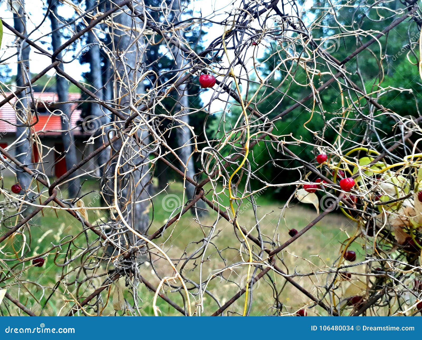 planta silvestre con frutos rojos / wild plant with red berries