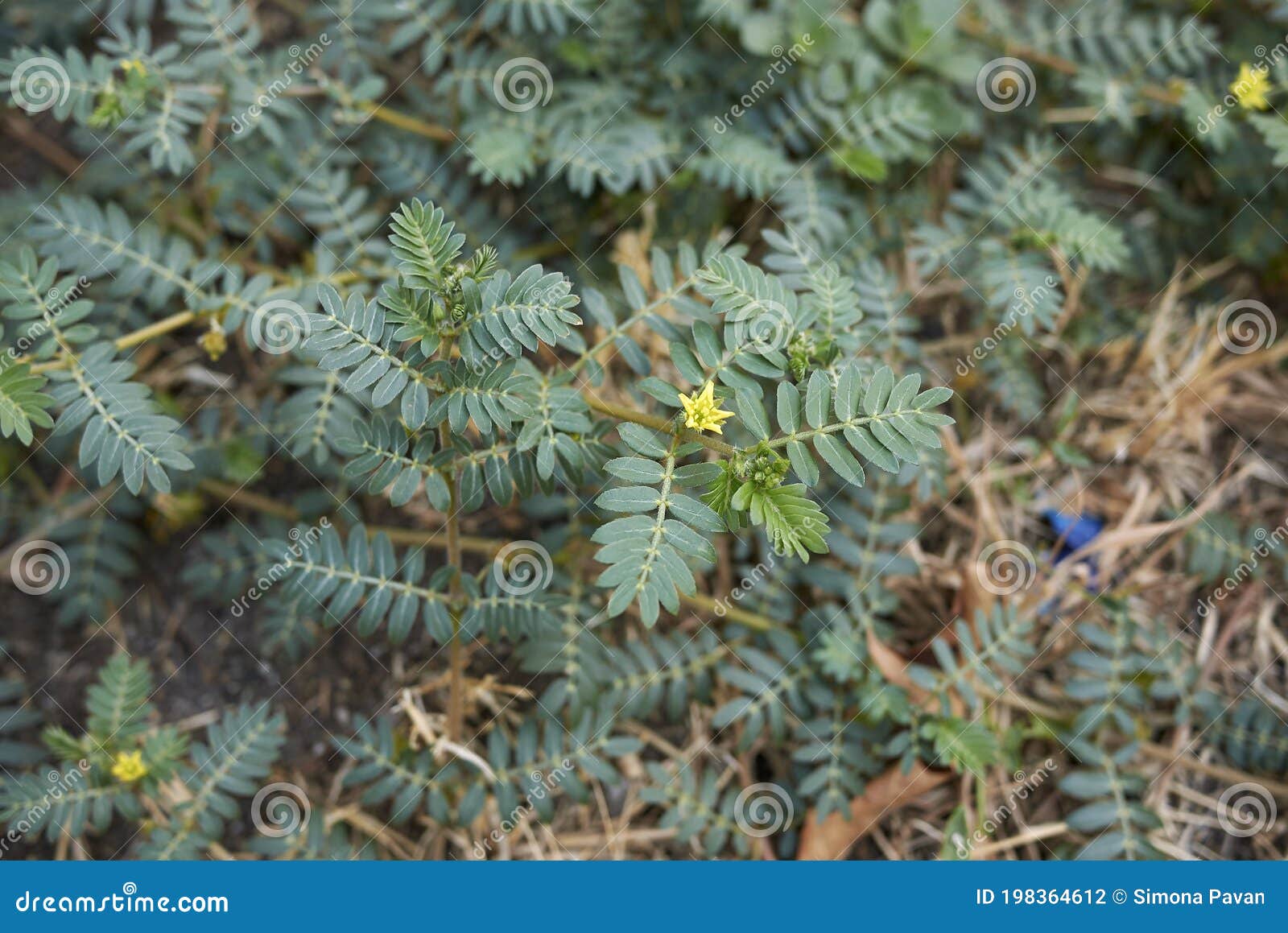 Planta Tribulus Terrestris Foto De Stock Imagem De Bacia