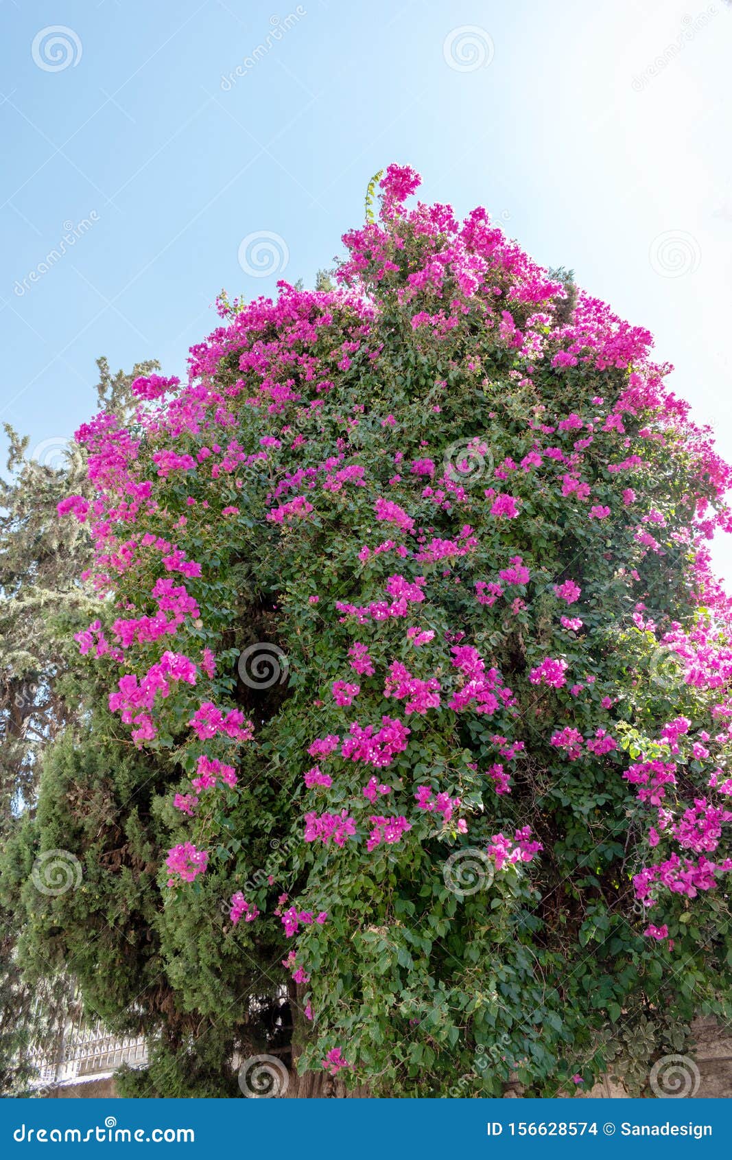 Planta Tropical De Arbusteiro De Flor Rosa Foto de Stock - Imagem de  beleza, mola: 156628574