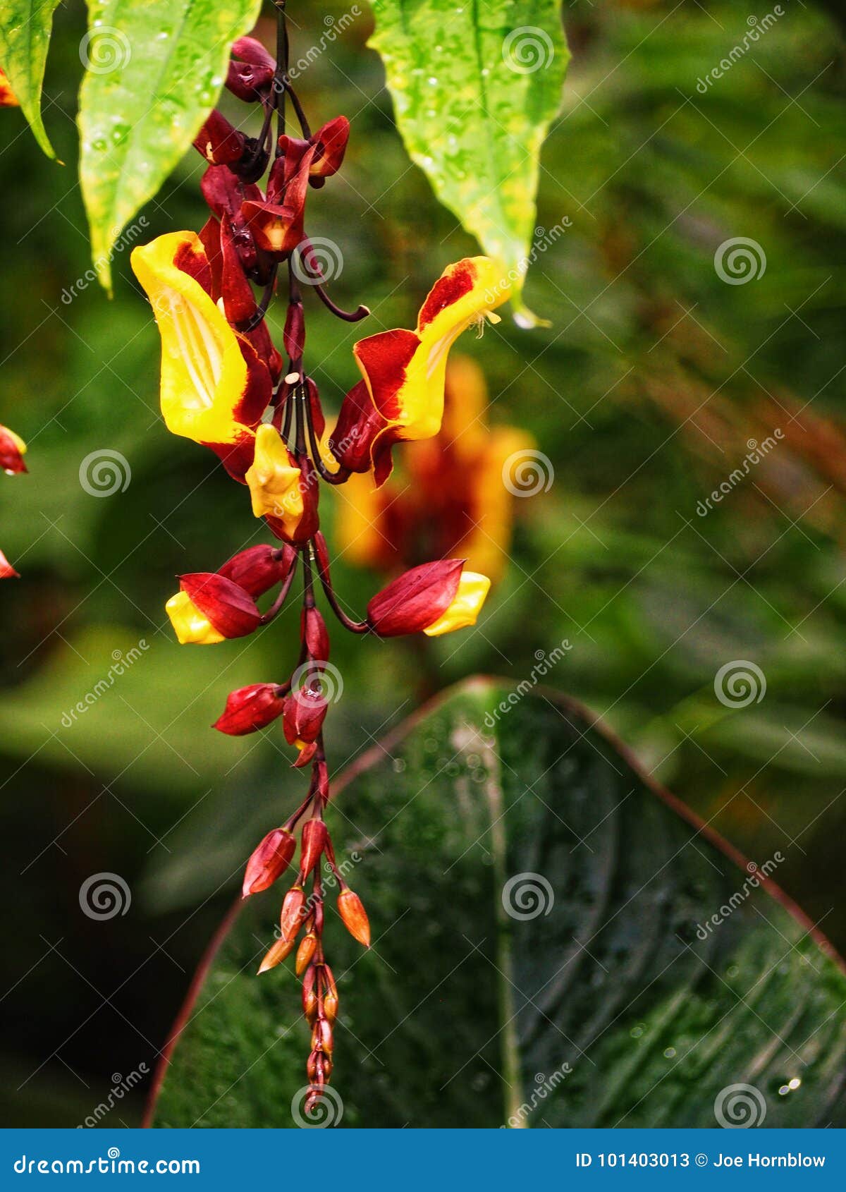 download heliconia psittacorum viridi for free download heliconia psittacorum viridi for free