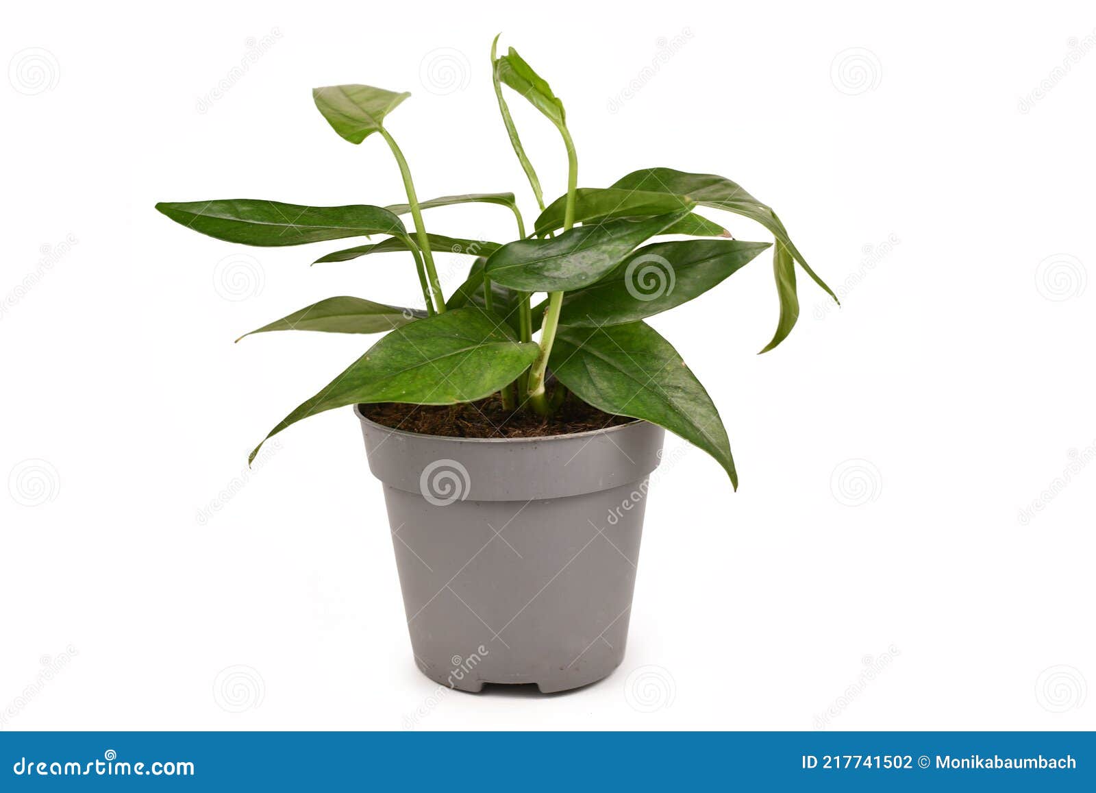 Planta Tropical Epipremnum Pinnatum Con Hojas Estrechas En Maceta Sobre  Fondo Blanco Foto de archivo - Imagen de verde, follaje: 217741502
