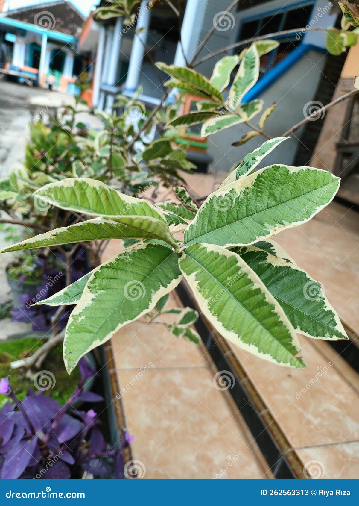 Planta Variada De Hojas De Guayaba Imagen de archivo Imagen de hoja