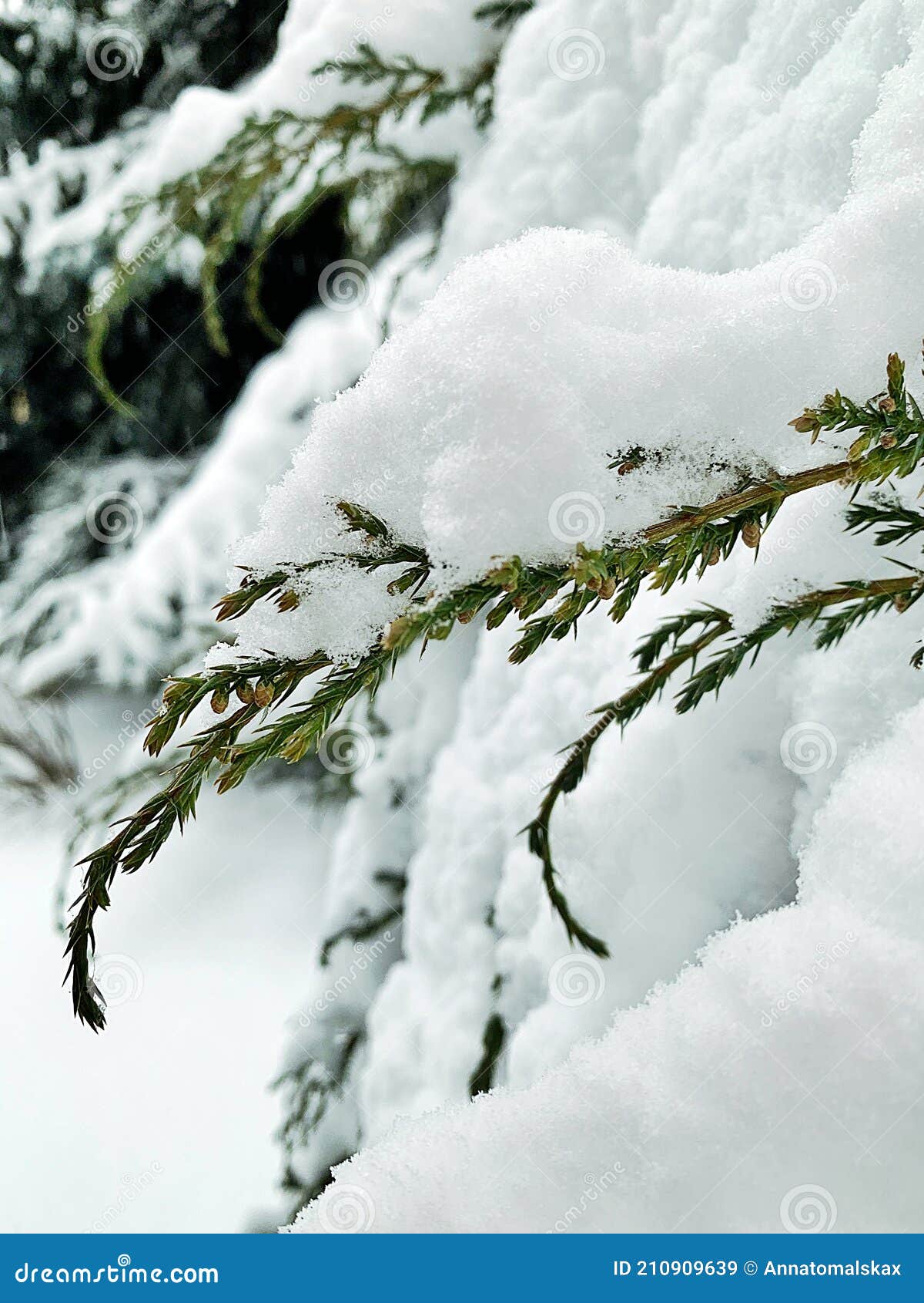 Planta Verde Da árvore De Natal Verde Completamente Coberta De Plantas Verdes Com Neve No Inverno Em Camada Branca De Neve Fresca Imagem de Stock - Imagem de molhado, completamente: 210909639 Planta Verde Da árvore De Natal Verde Completamente Coberta De Plantas Verdes Com Neve No Inverno Em Camada Branca De Neve Fresca Imagem de Stock - Imagem de molhado, completamente: 210909639