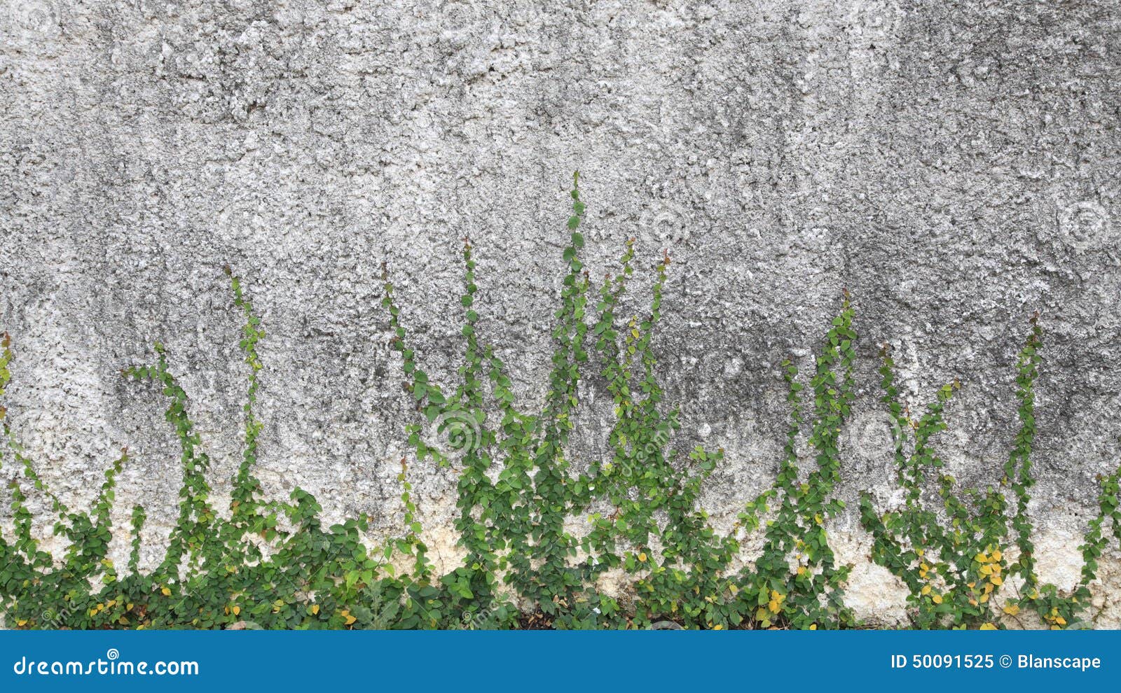 Muro De Pedra Rústica Com Vegetação Crescendo Sobre Ele Foto de Stock -  Imagem de espalhar, verde: 204125440