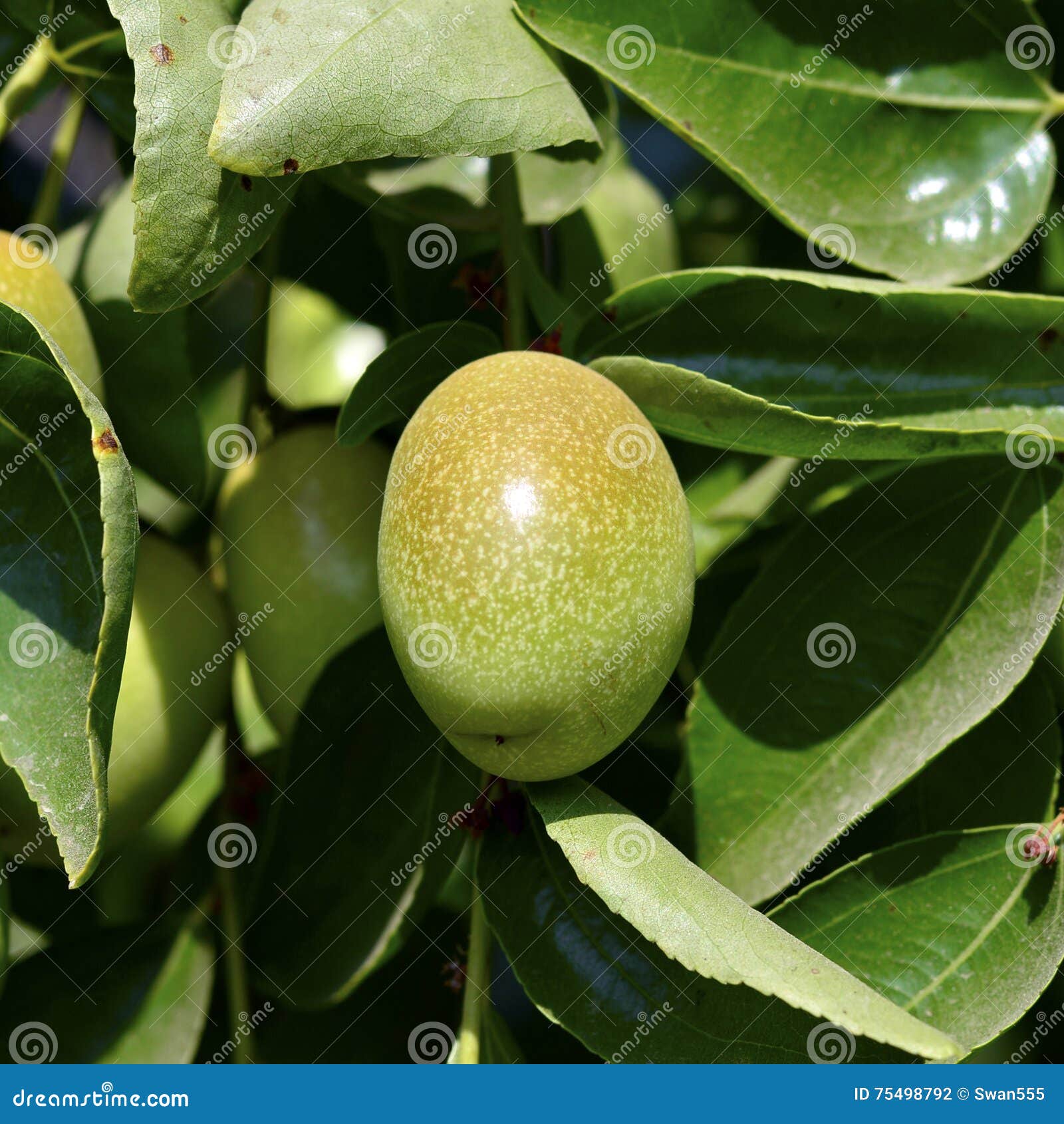 Planta verde de la jojoba foto de archivo. Imagen de agricultura 75498792