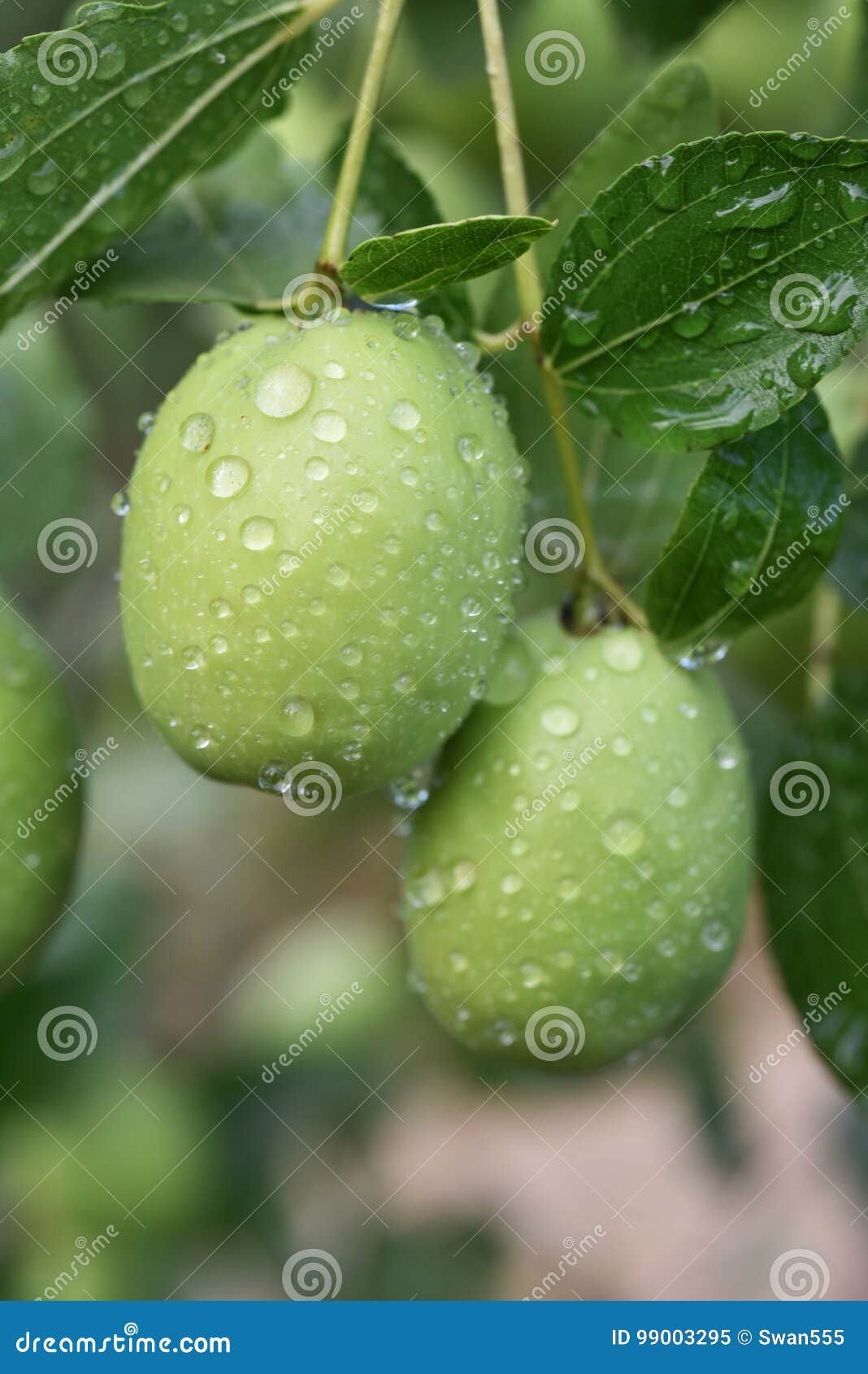 Planta verde de la jojoba imagen de archivo. Imagen de farmacia 99003295