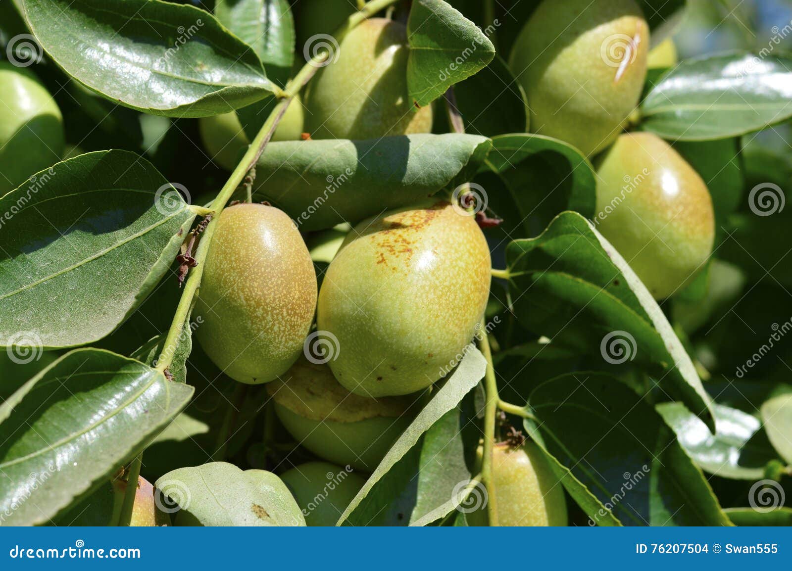 Planta verde do Jojoba foto de stock. Imagem de deserto 76207504