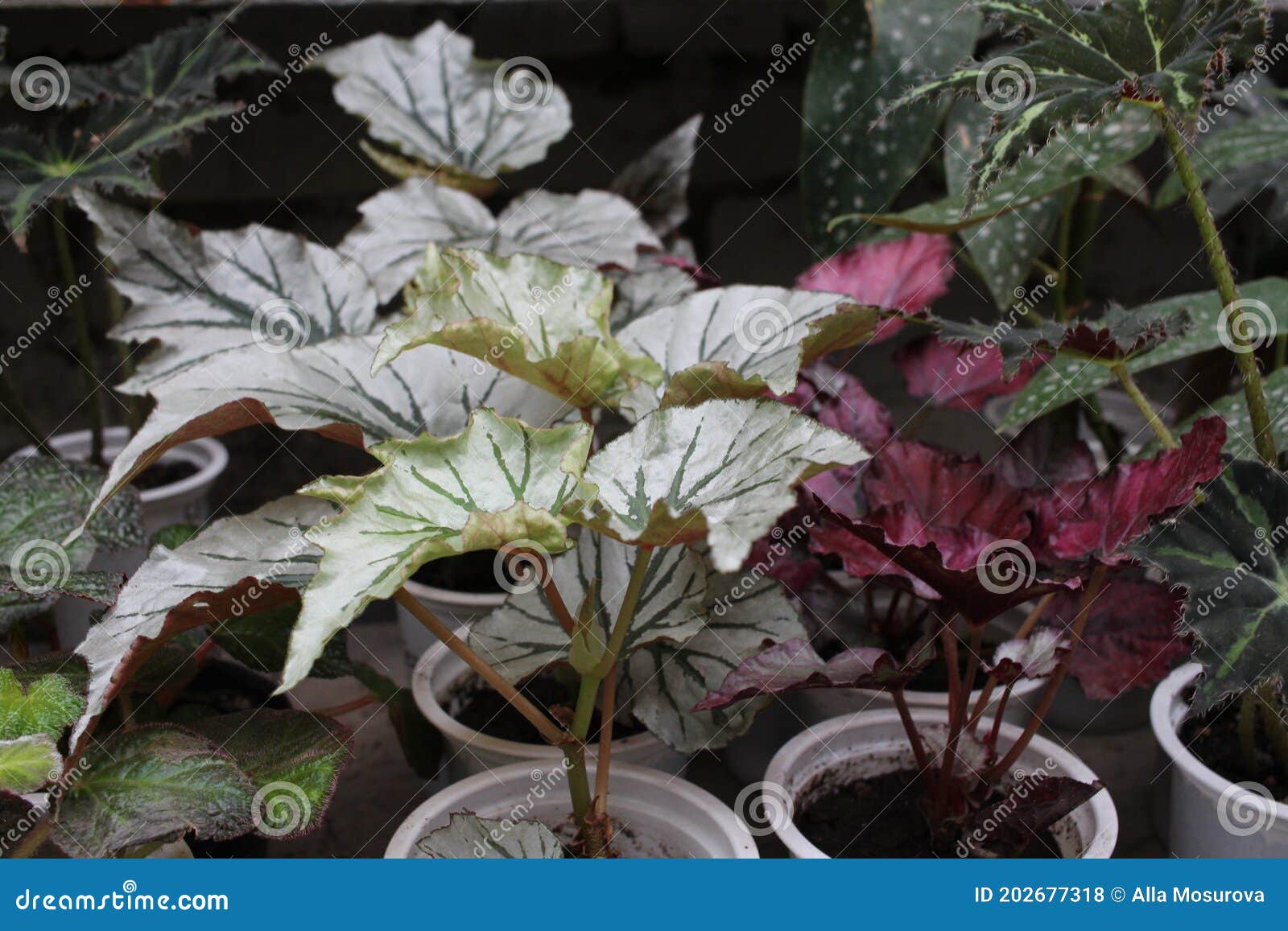 Planta Verde Espinosa Con Hojas De Cultivo Venenoso Decorativo Foto de  archivo - Imagen de rojo, primer: 202677318