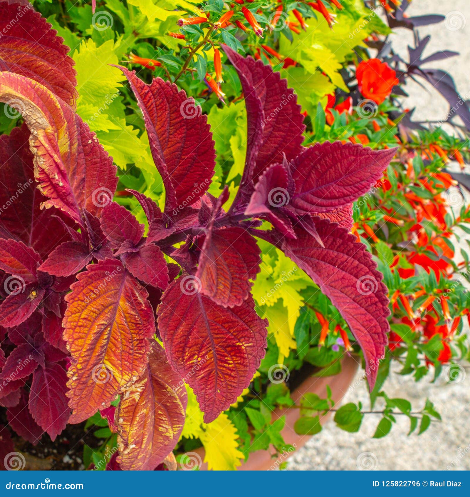 Planta Vermelha Da Folha De Um Jardim Foto de Stock - Imagem de verde,  alaranjado: 125822796