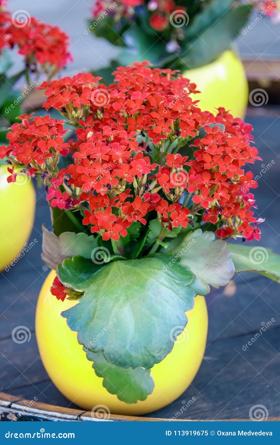 Planta Vermelha De Kalanchoe Com Flores Pequenas Em Um Vaso Amarelo Redondo  Na Tabela Fim Acima Imagem de Stock - Imagem de casa, projeto: 113919675
