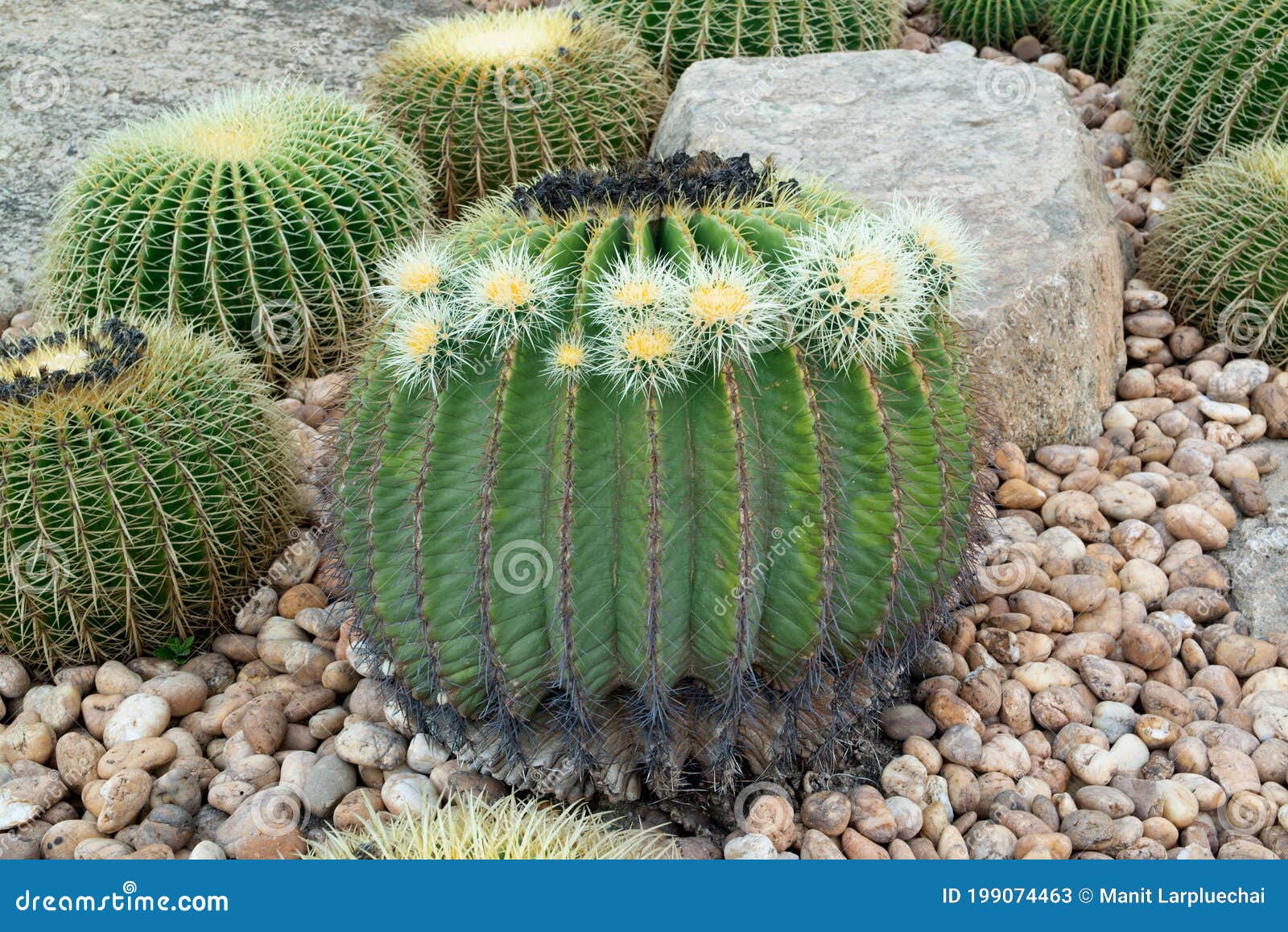 Plantación De Cactus Morena Con Muchos Antecedentes De Cactus Imagen de  archivo - Imagen de houseplant, cactos: 199074463