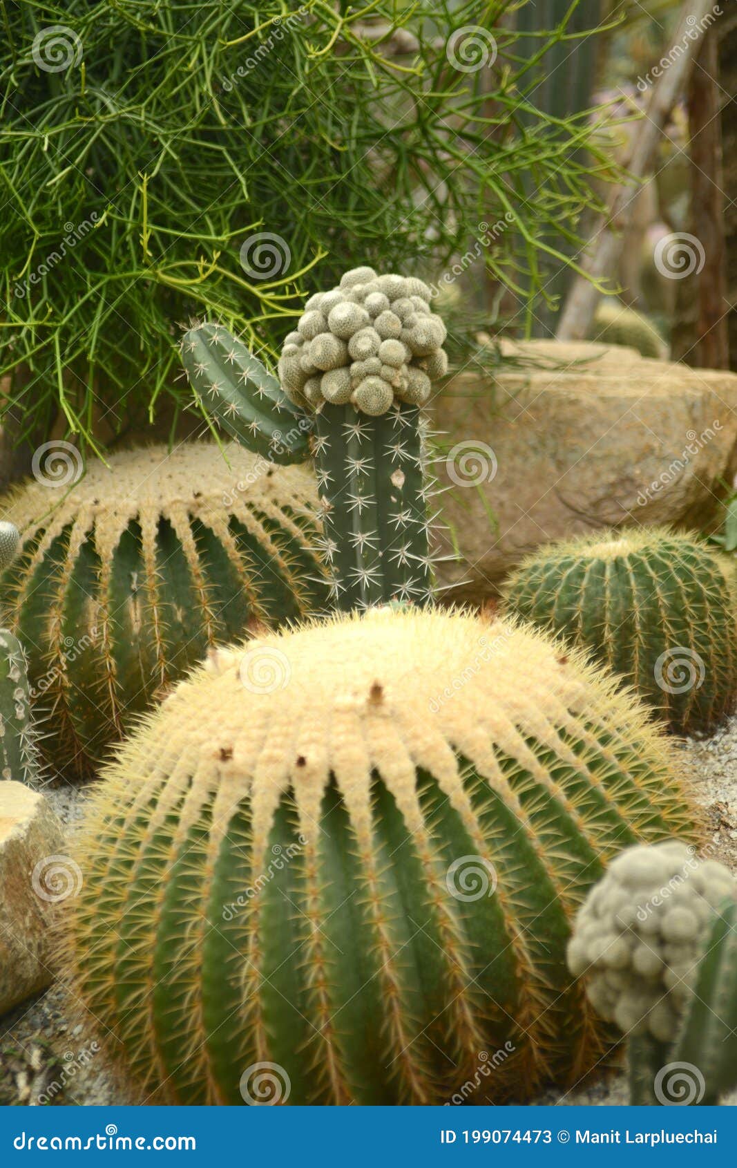 Plantación De Cactus Morena Con Muchos Antecedentes De Cactus Imagen de  archivo - Imagen de travieso, seco: 199074473