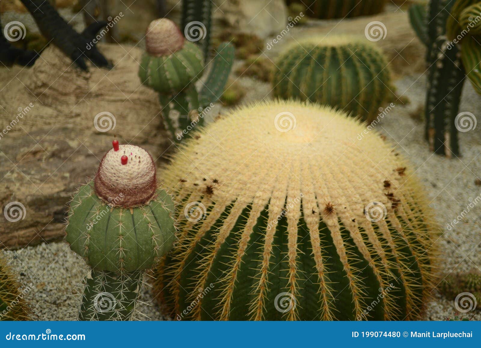 Plantación De Cactus Morena Con Muchos Antecedentes De Cactus Foto de  archivo - Imagen de ambiente, cerda: 199074480