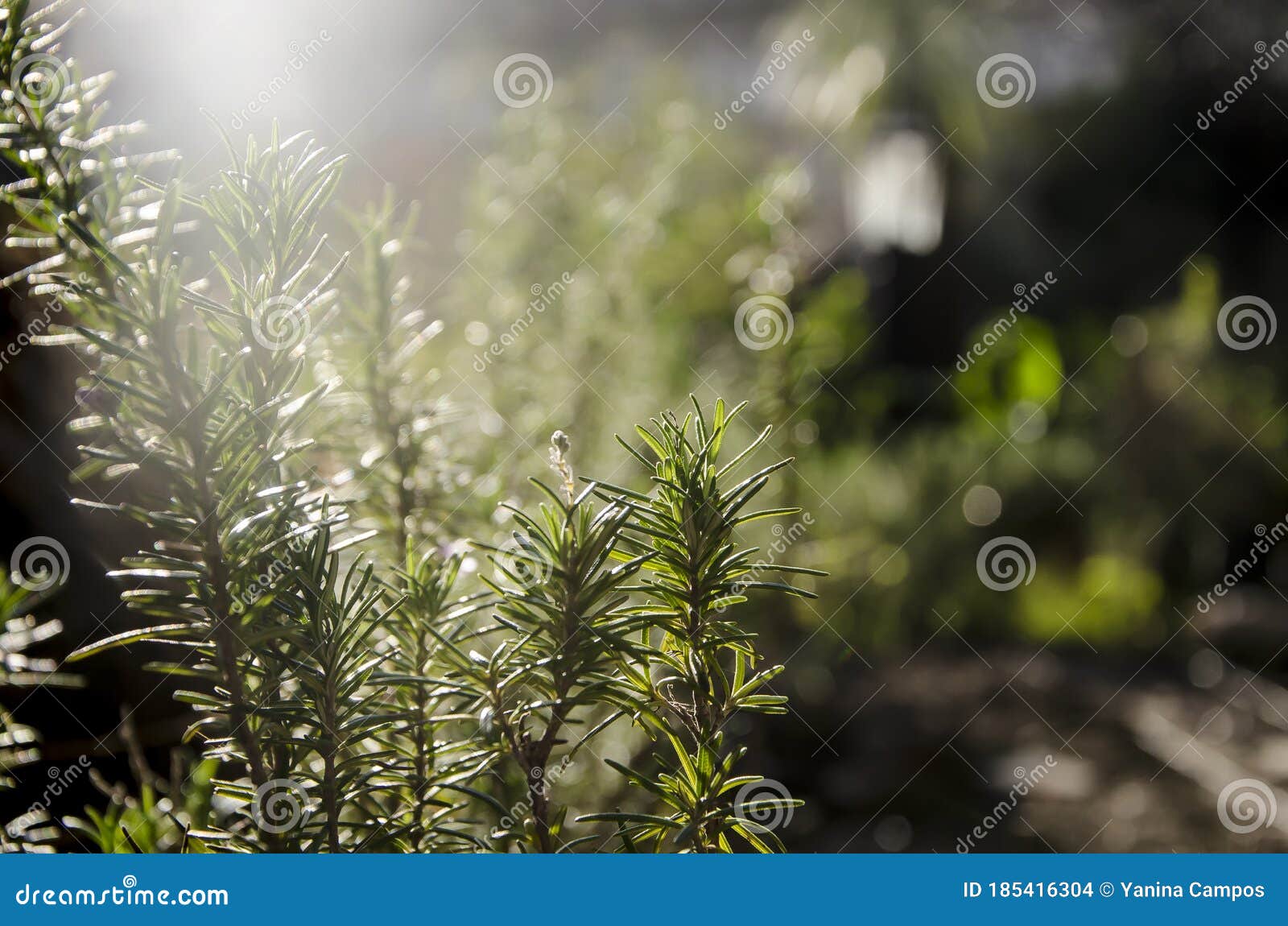 rosemary plantation in small garden. rosmarinus officinalis