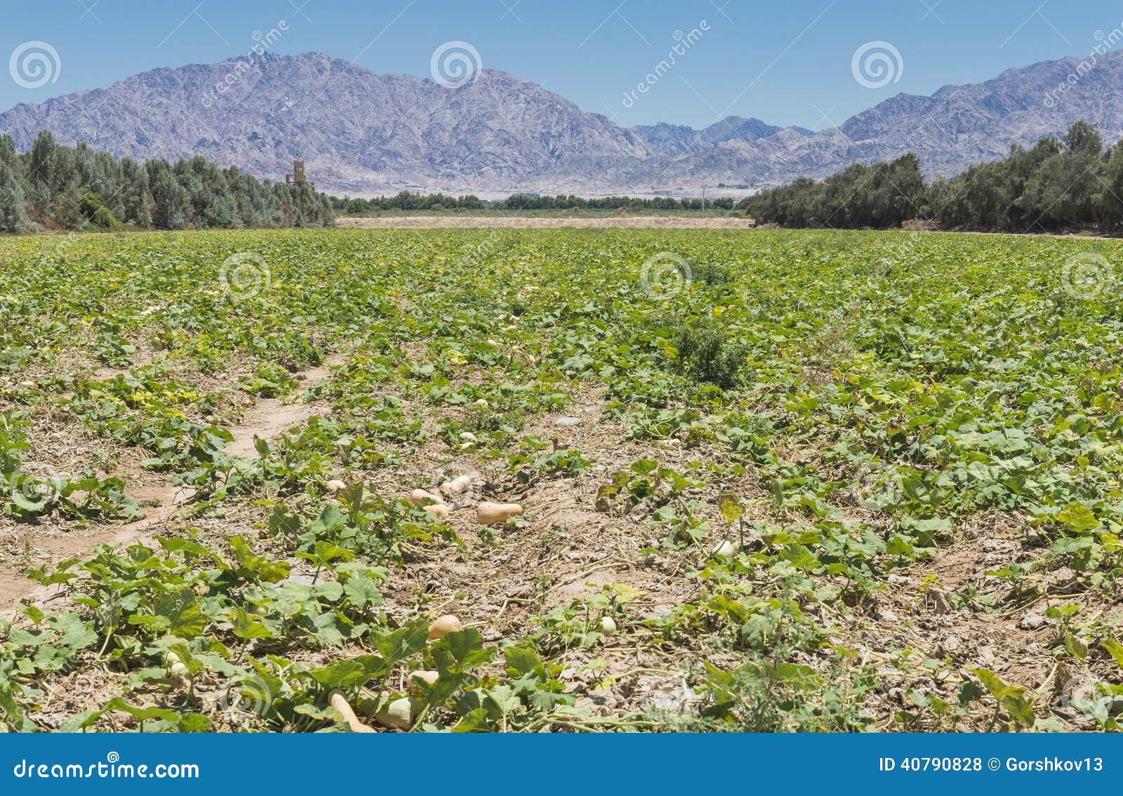 Plantación De Calabazas Cerca De Eilat, Israel Foto de archivo Imagen