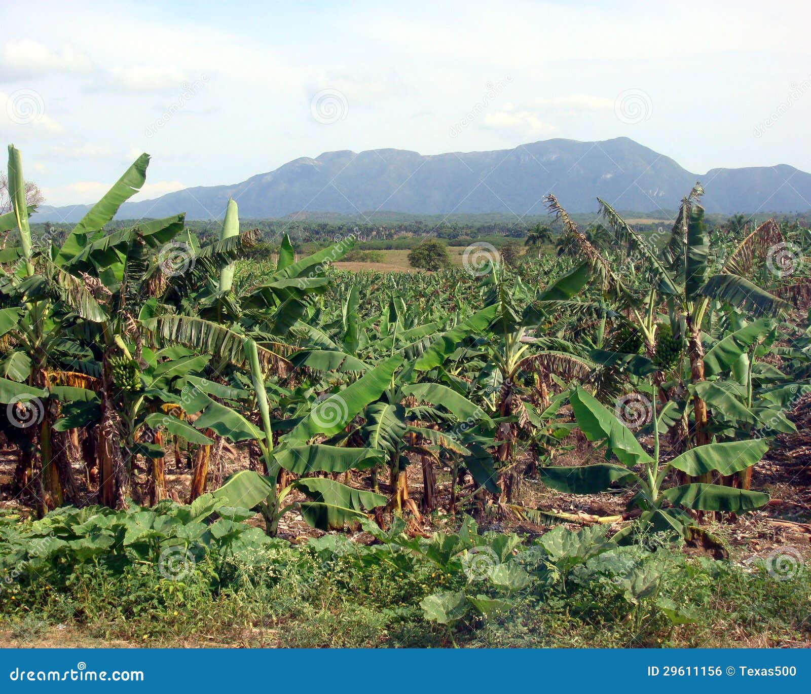 Plantación De Plátano, Cuba Foto de archivo Imagen de paisaje, caribe 29611156