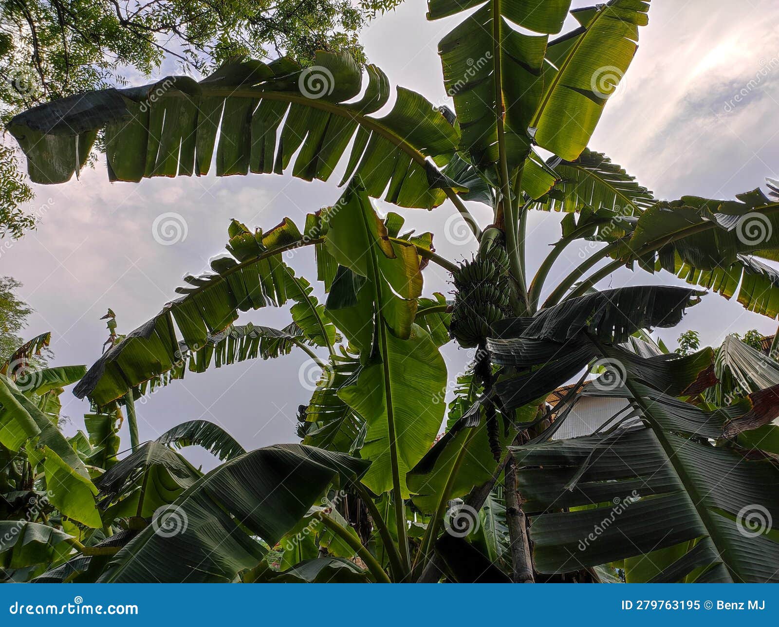 Plantain or Banana Tree with Banana Stock Image Image of food, plant